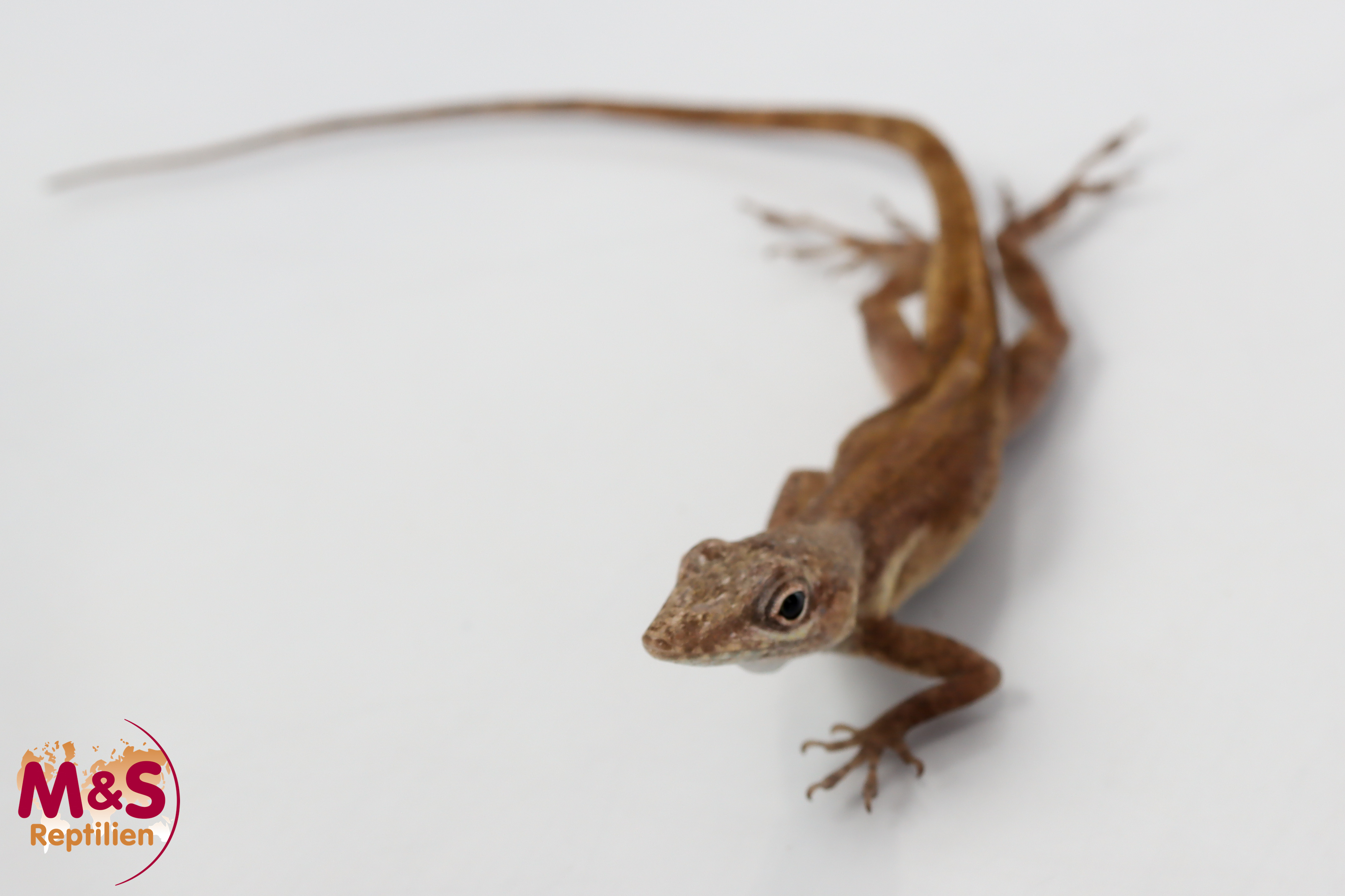 0.1 (Female) Blaufächer Anolis NZ' 25 (ca.12cm) Anolis conspersus