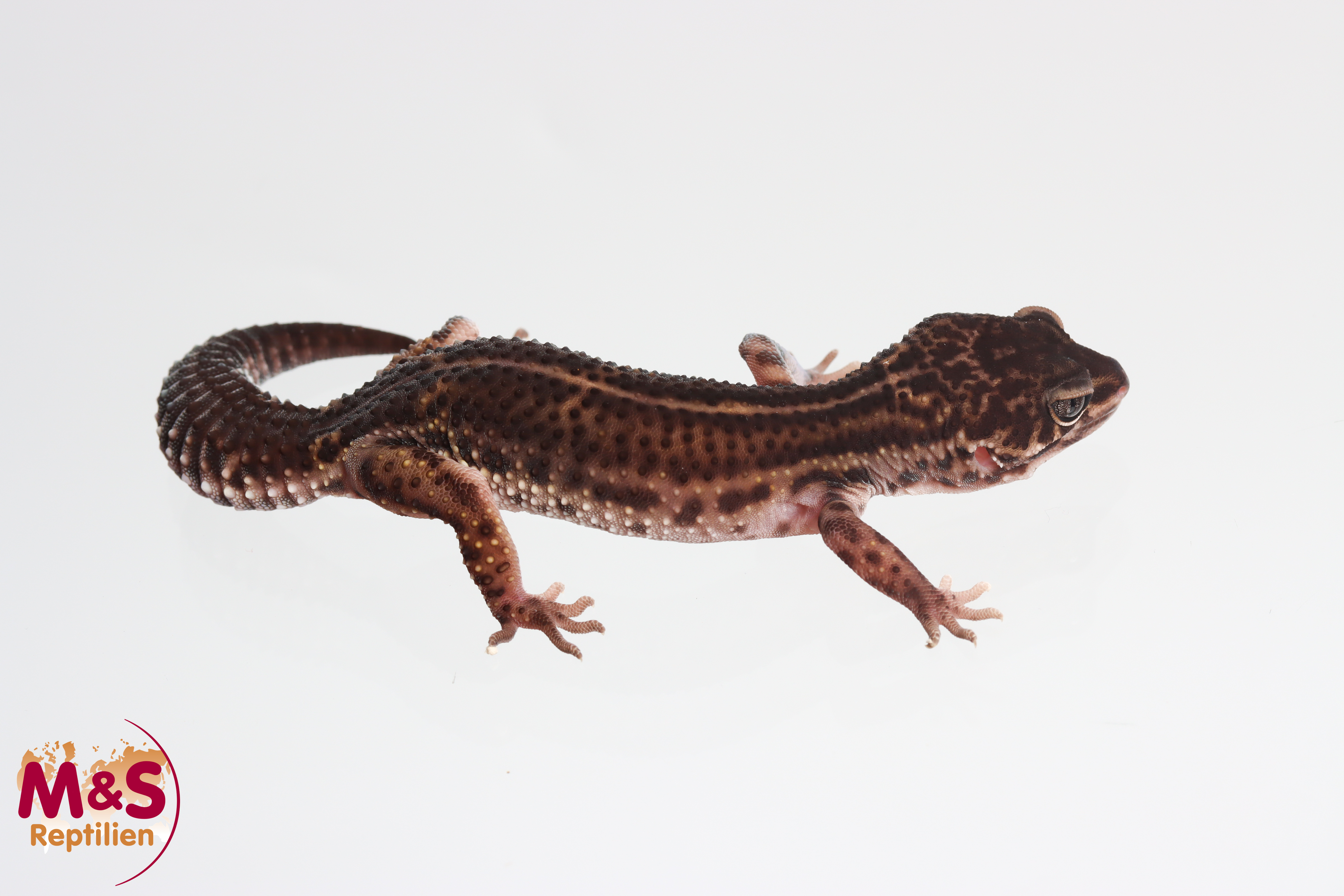 0.1 (Female) Black Night MS Tattoo Leopardgecko NZ'24 (subadult) E. macularius (Originalbild)
