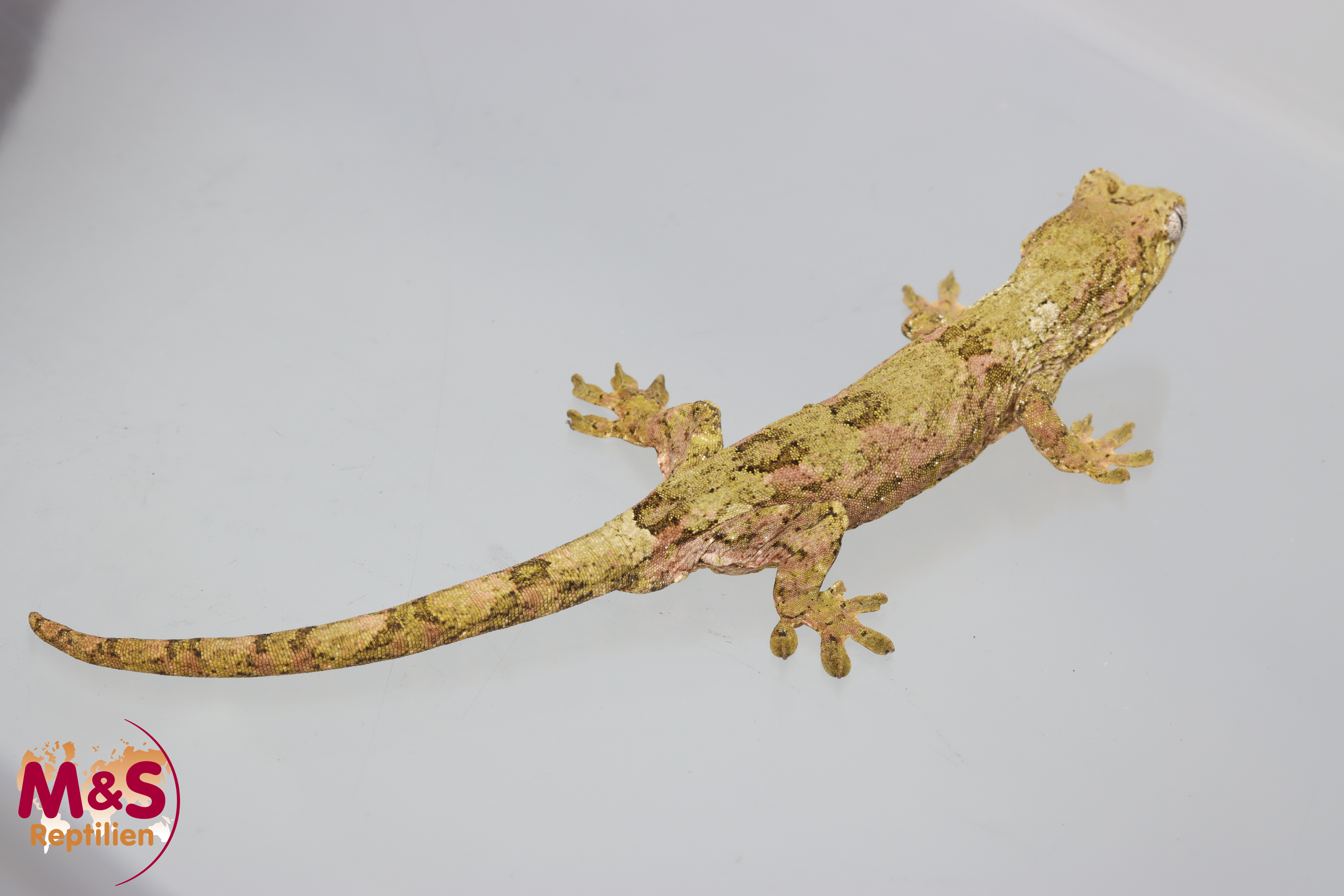 1.0 (Male) -Pine Island- Flechtengecko NZ 23 (adult) Mniarogekko chahoua (Originalbild)