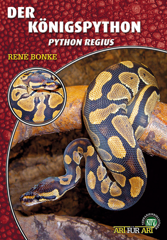 Der Königspython - Python regius (René Bonke) | bsdk | M&S Reptilien