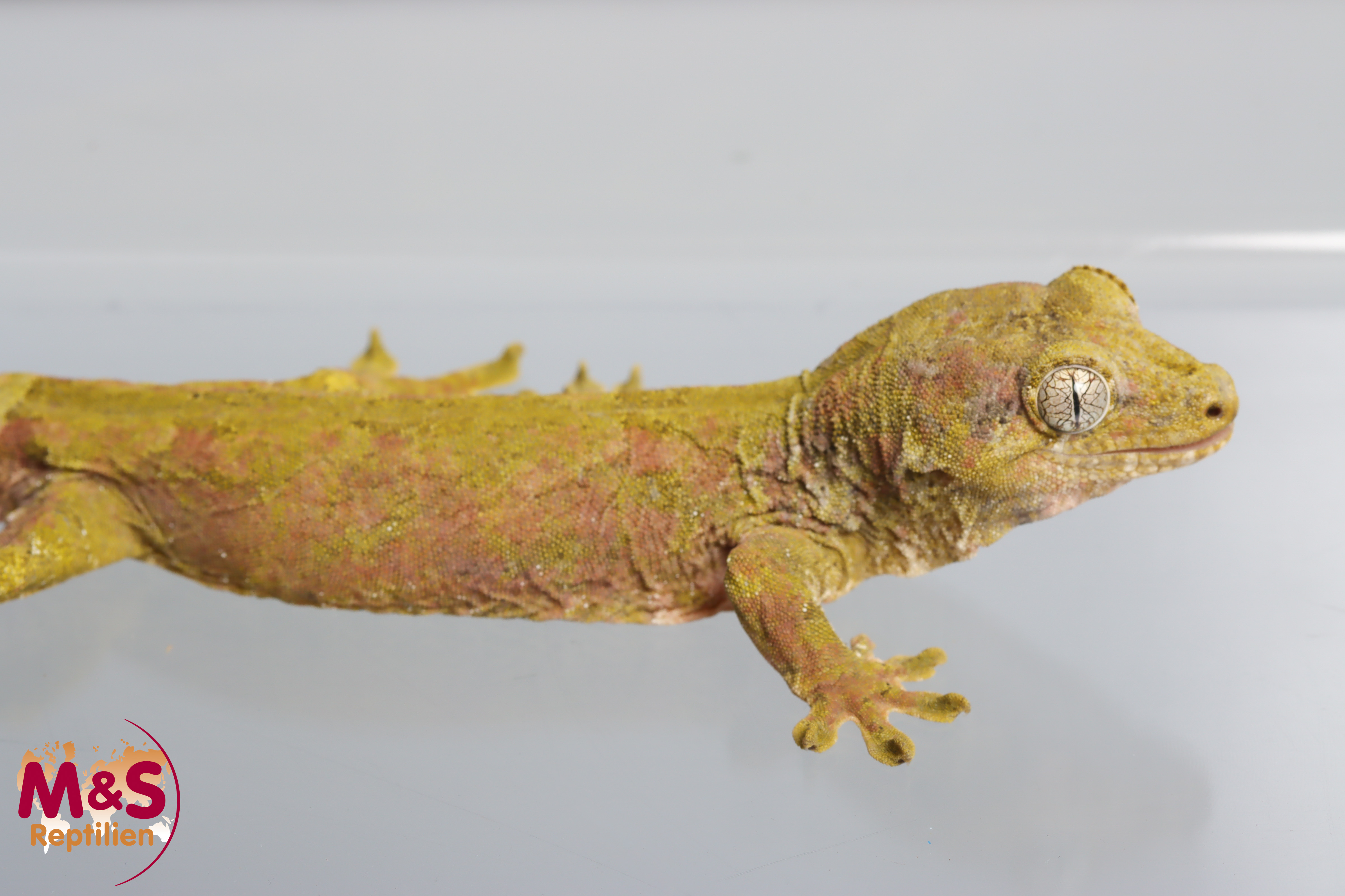 1.0 (Male) -Juschka- Flechtengecko NZ 23 (adult) Mniarogekko chahoua (Originalbild)