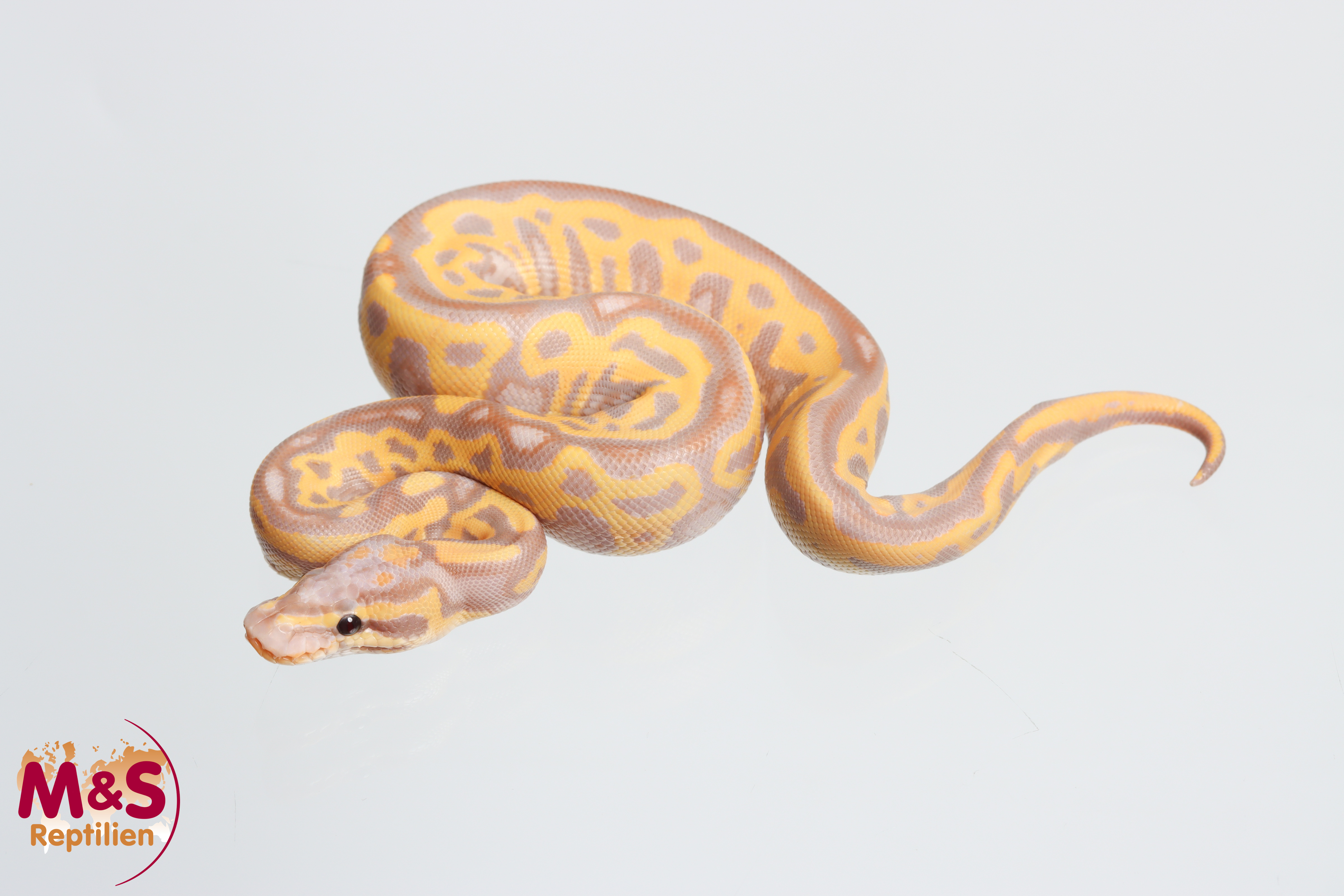 0.1 (Female) CoralGlow - Leopard 100% het. Clown 100% poss. het. Piebald NZ´M&S´26 Python regius