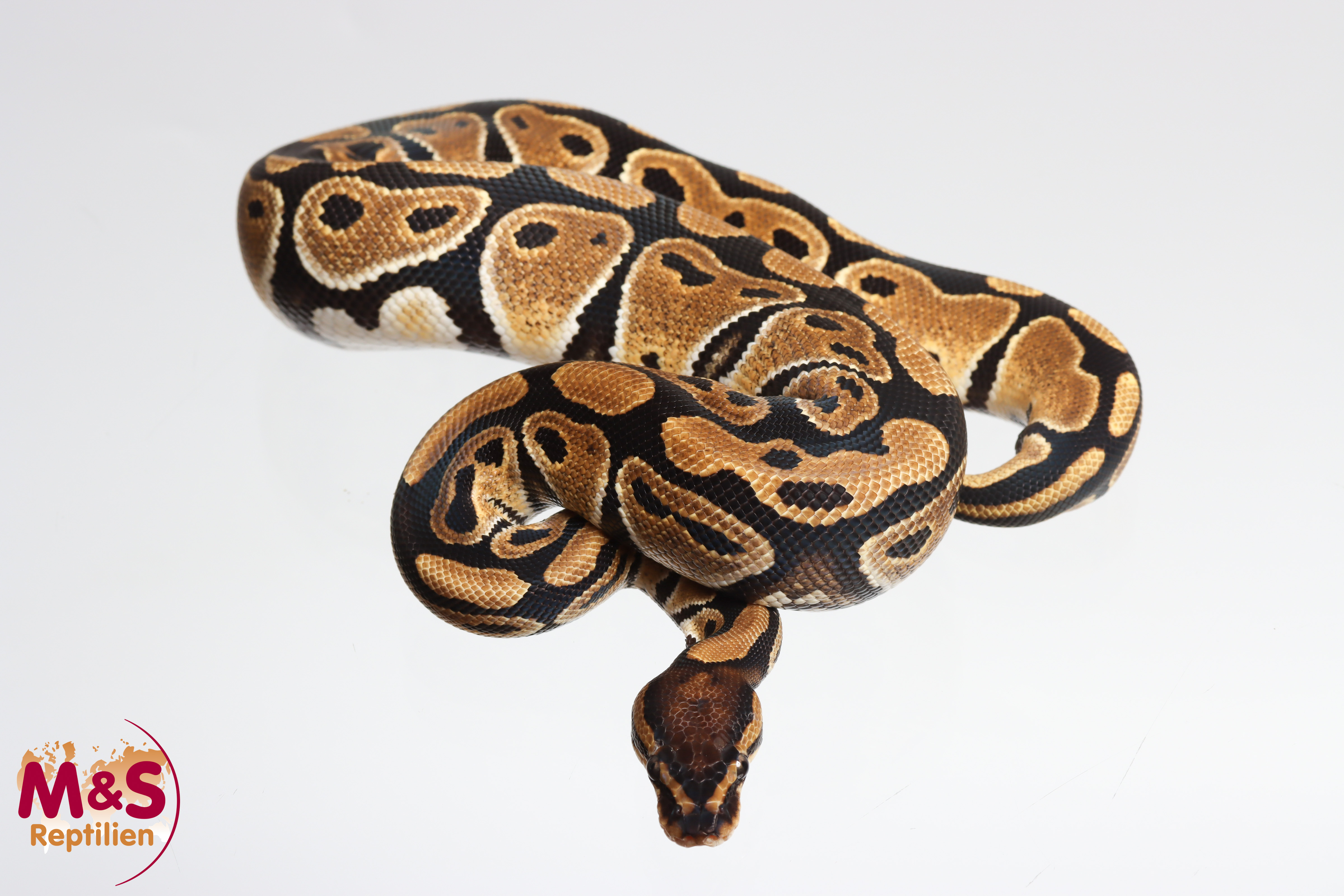 0.1 (Female)  100% DH Desert Ghost - Clown Königspython DNZ´25 Python regius