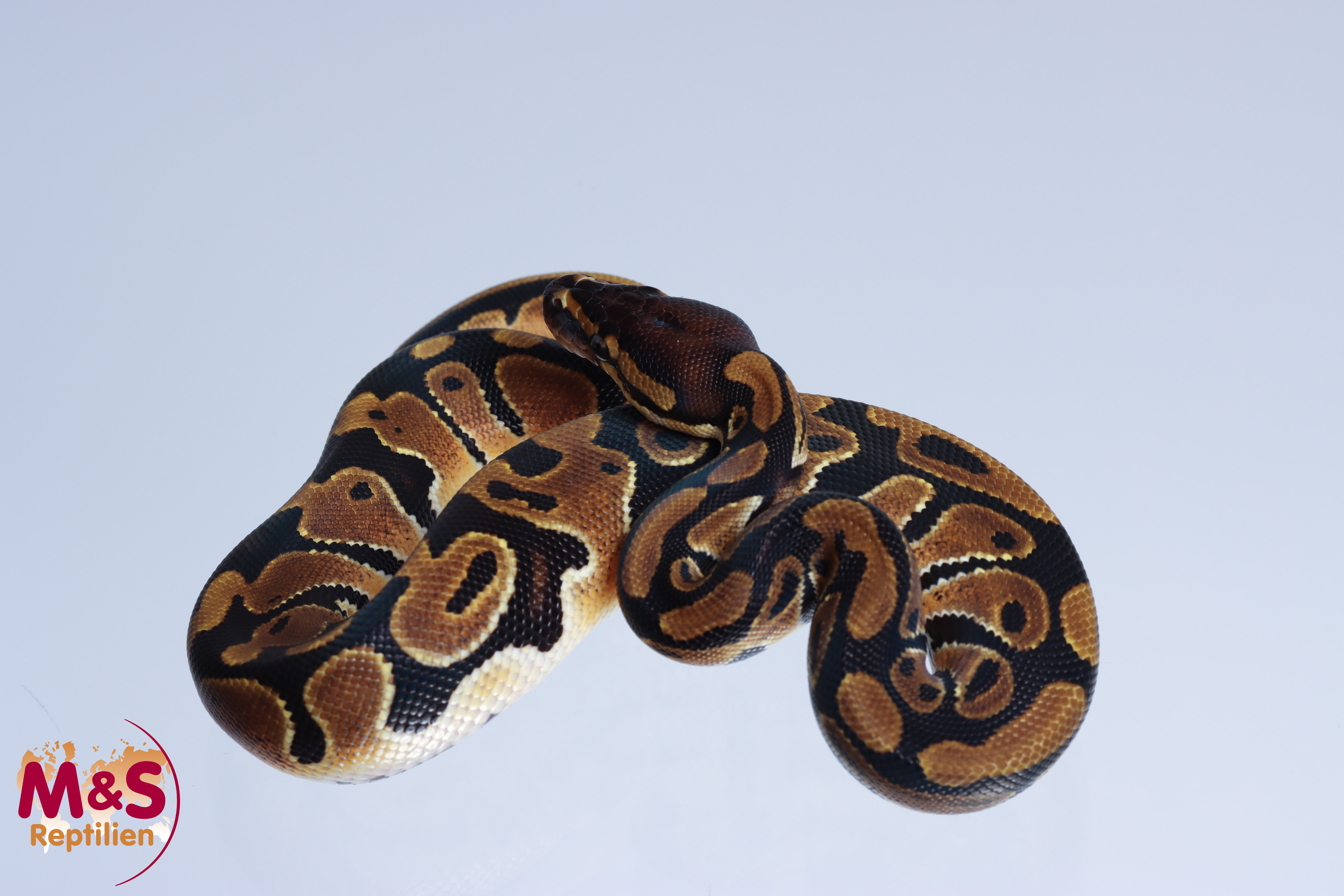1.0 (Male) 100% doppel hetero Albino - Piebald Königspython NZ´M&S´22 Python regius