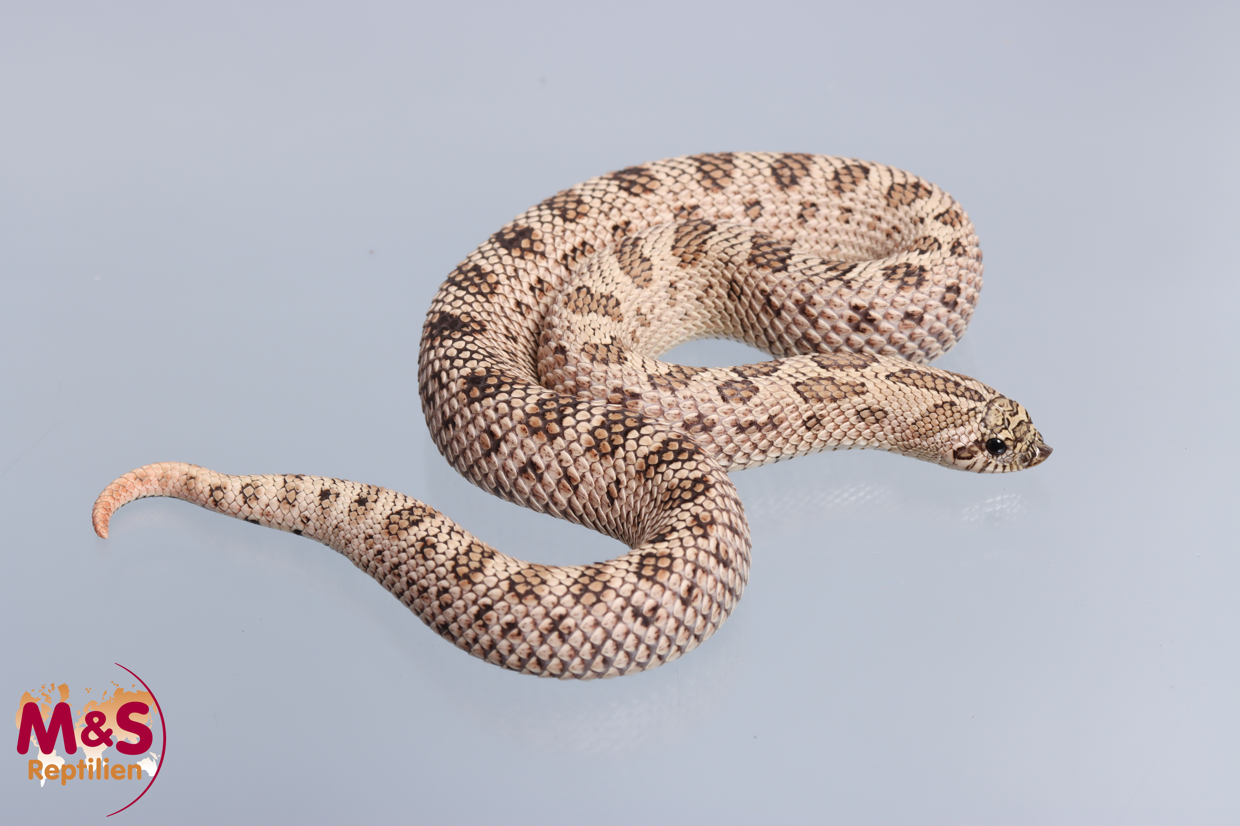 Superarctic Conda Hakennasennatter NZ´22 (ca. 50cm) Heterodon n. nasicus