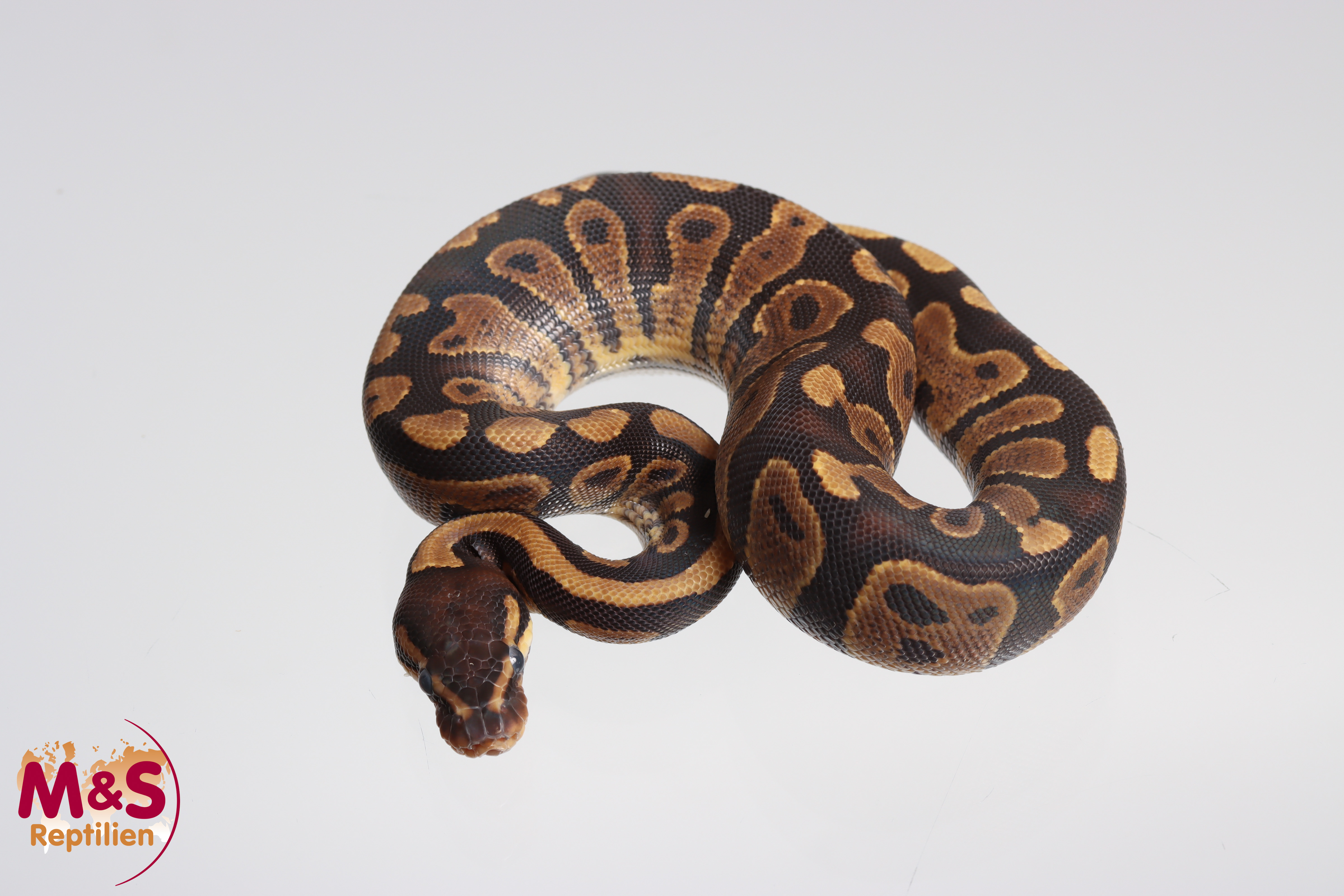 0.1 (Female) Gravel (?) Königspython NZ´M&S´24 Python regius