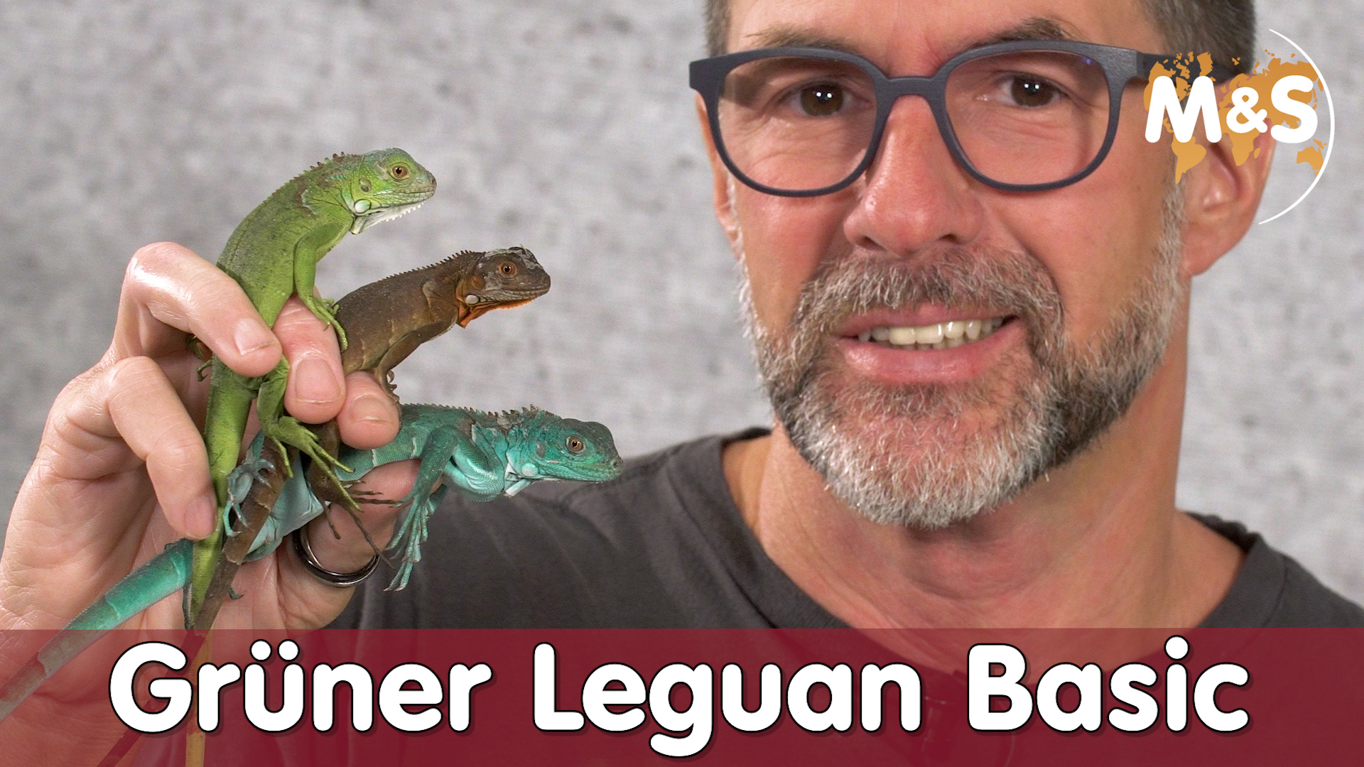 Der Grün, Rot, Blau und Gelbe Leguan | Iguana Iguana | Reptil TV
