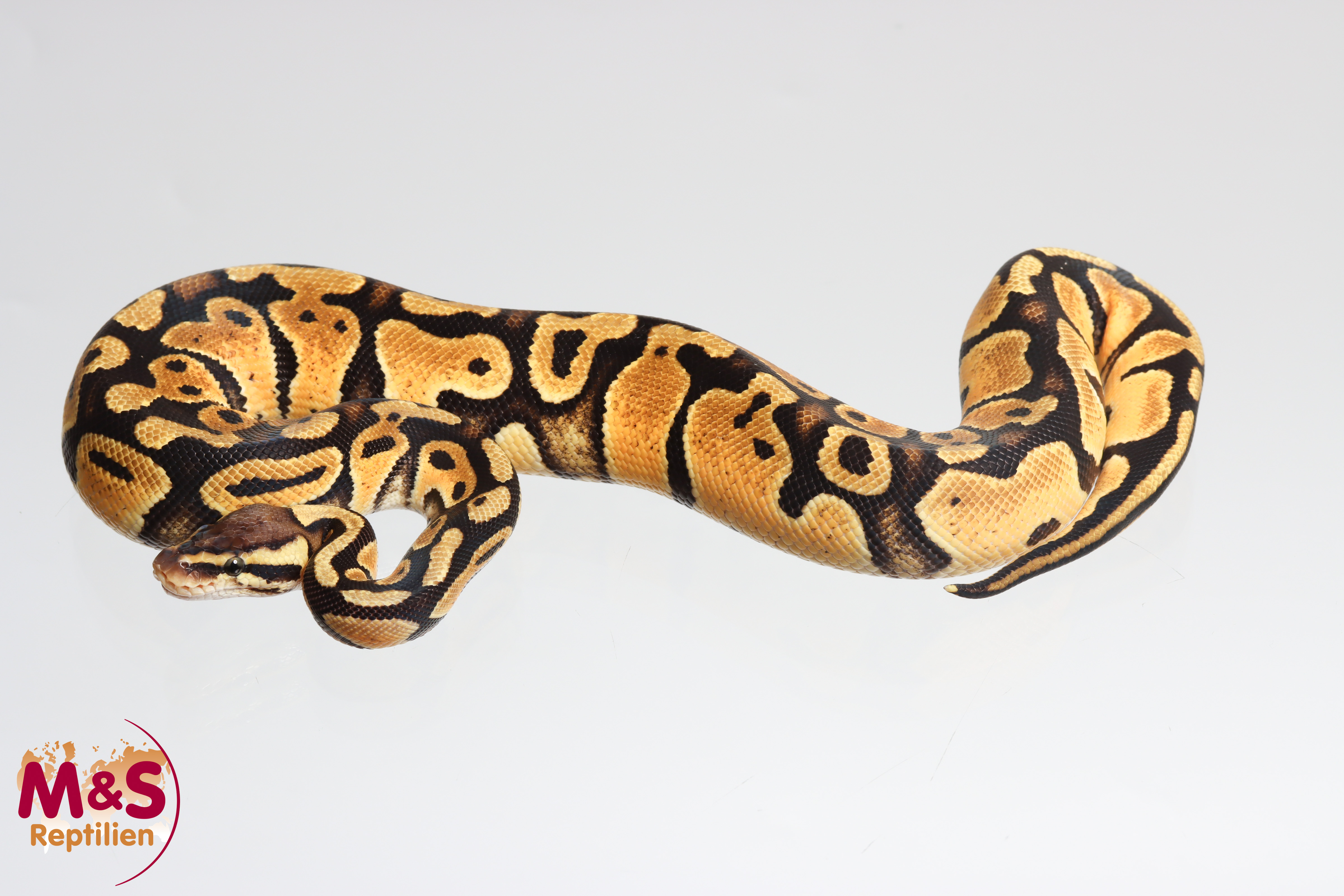 0.1 (Female) Pastel 66% DH Cryptic-Clown 50% poss Pied Königspython NZ´M&S'25 Python regius