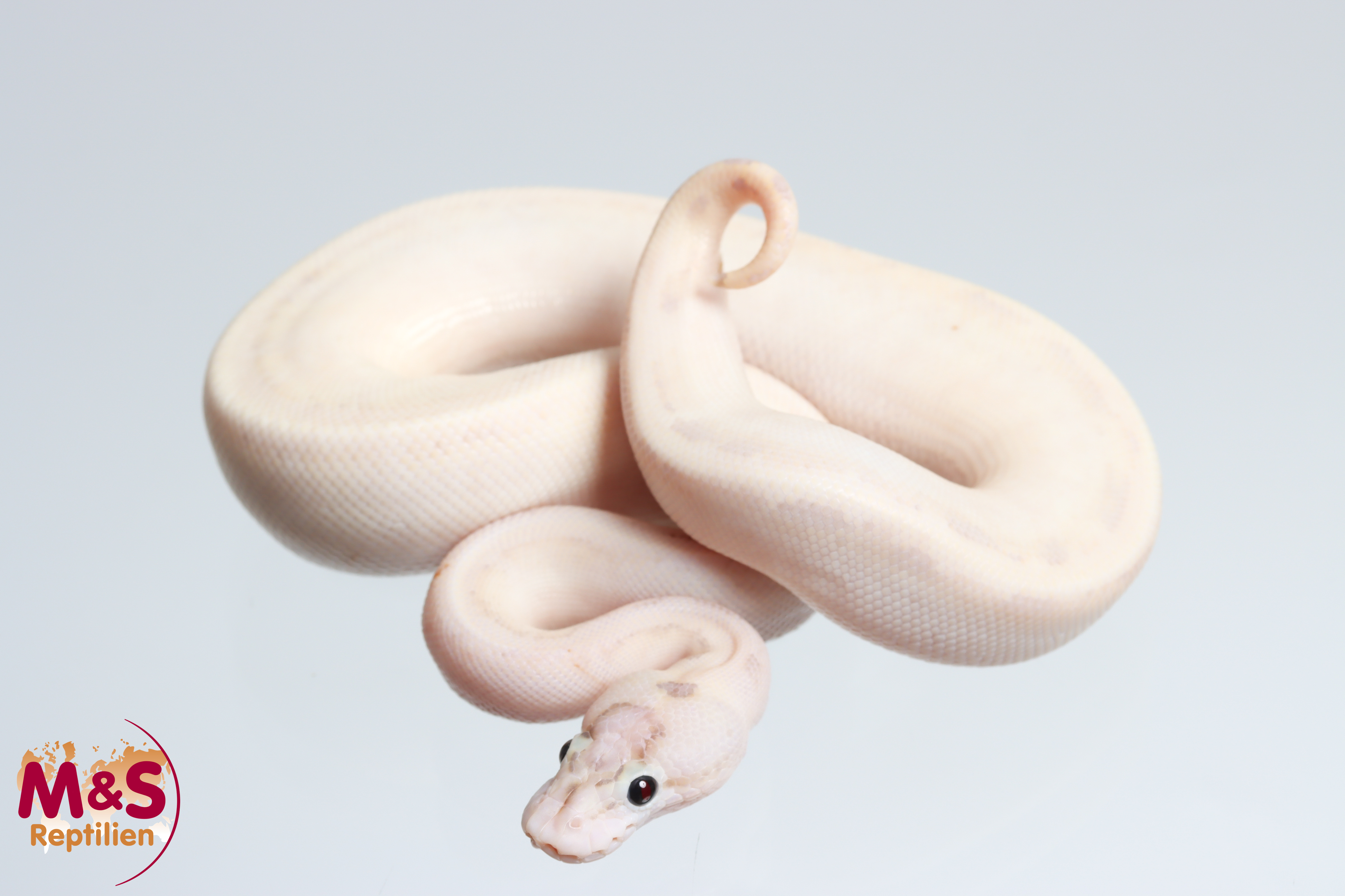 0.1 (Female) Ivory Königspython NZ´25 Python regius