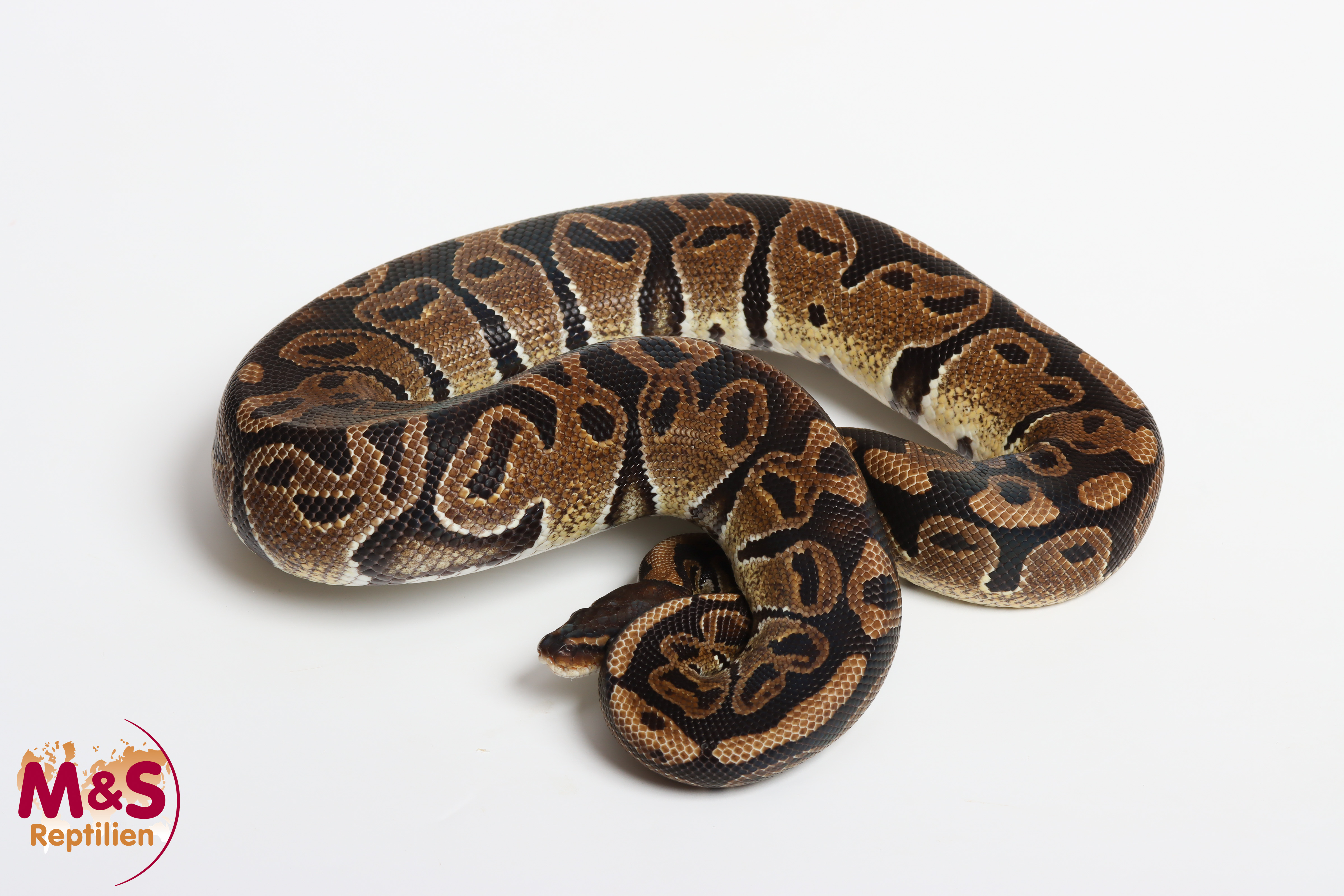1.0 (Male) 66% Doppel poss het. Albino - Sunset Königspython NZ´M&S´22 Python regius