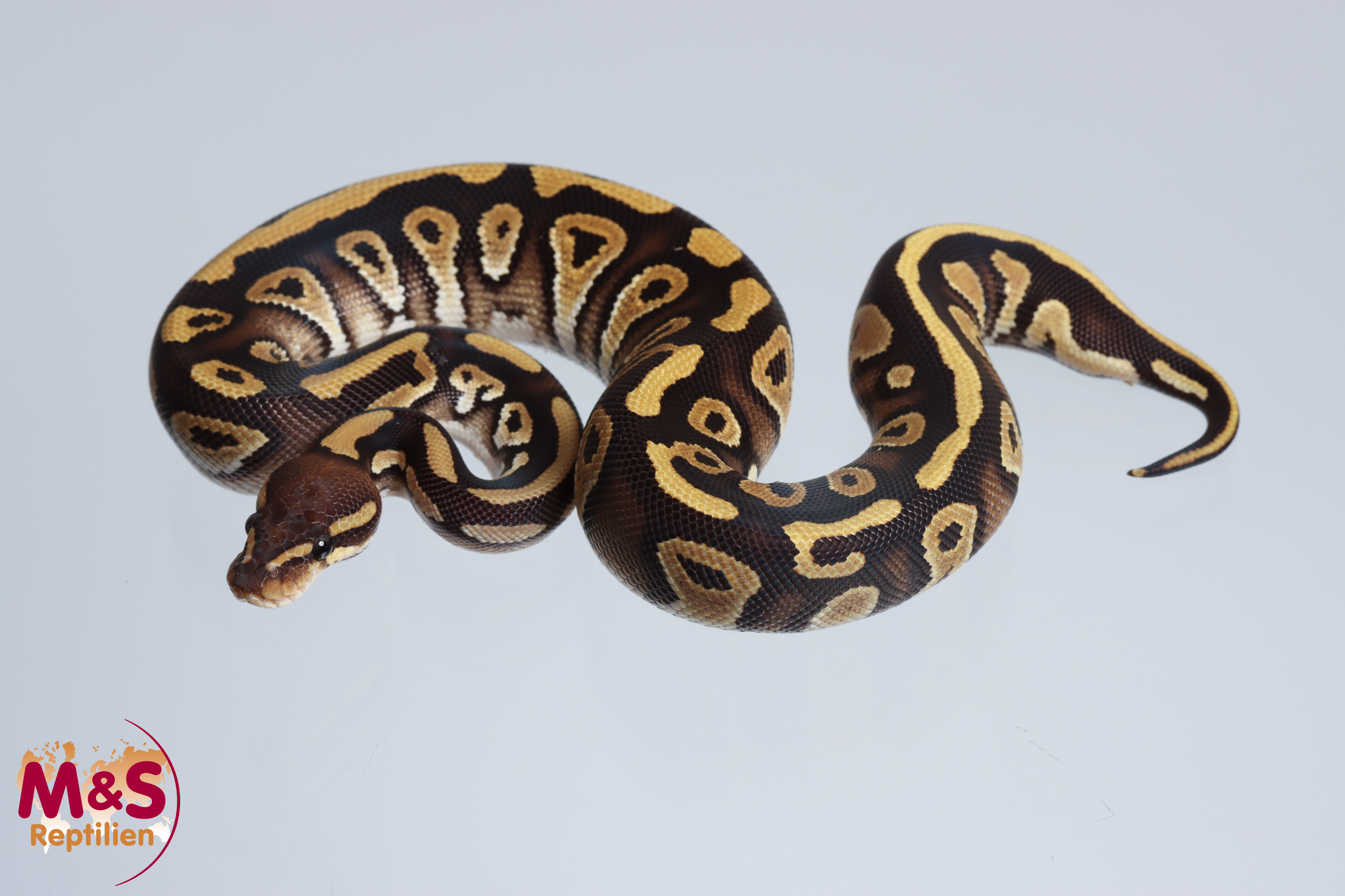 1.0 (Male) Cypress (?) Phantom 100% hetero Ultramel Königspython NZ´MS'24 Python regius