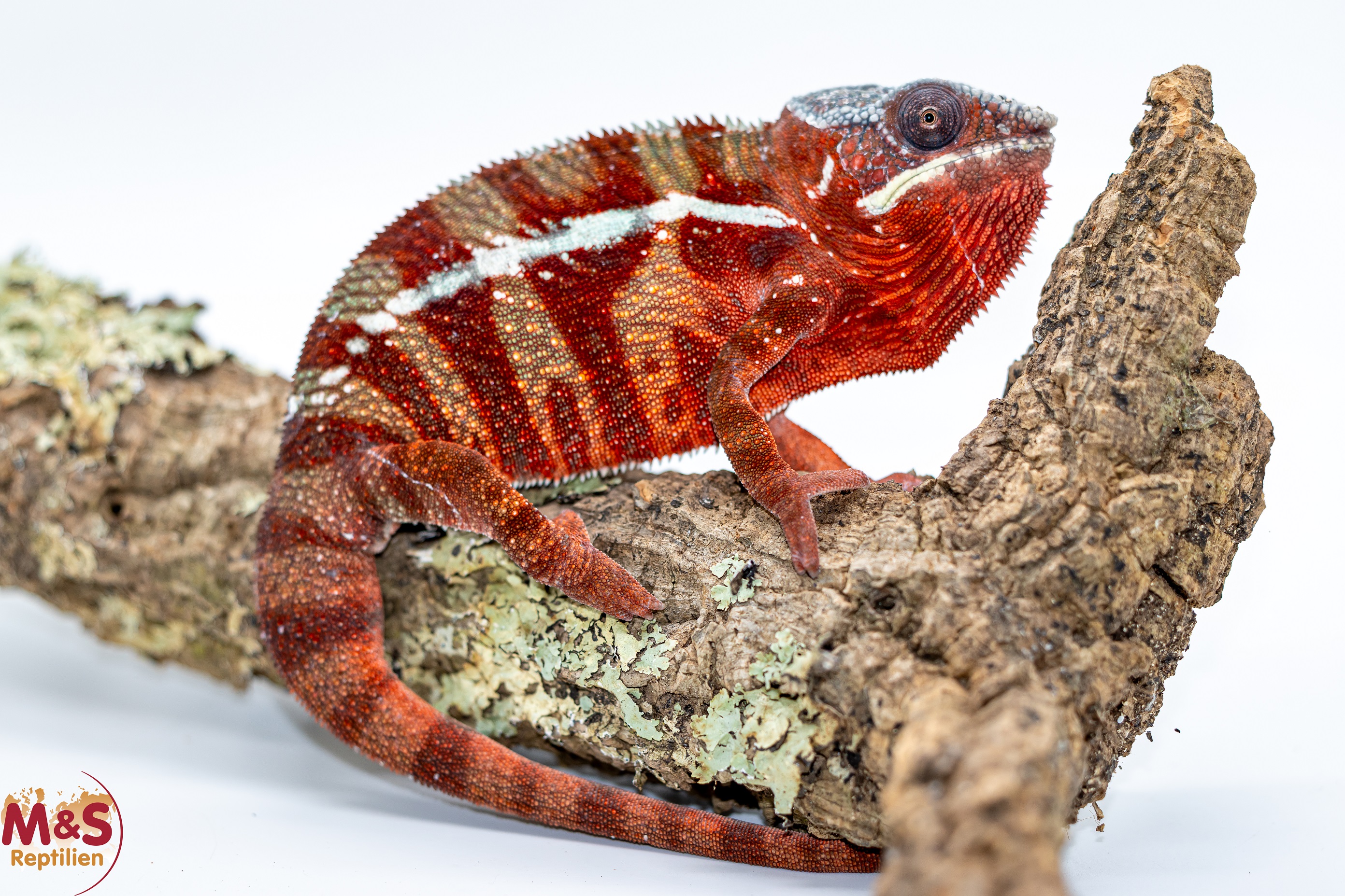 1.0 (Male) 'Ambilobe red' Pantherchamäleon NZ´25 (subadult) Furcifer pardalis (Originalbild)