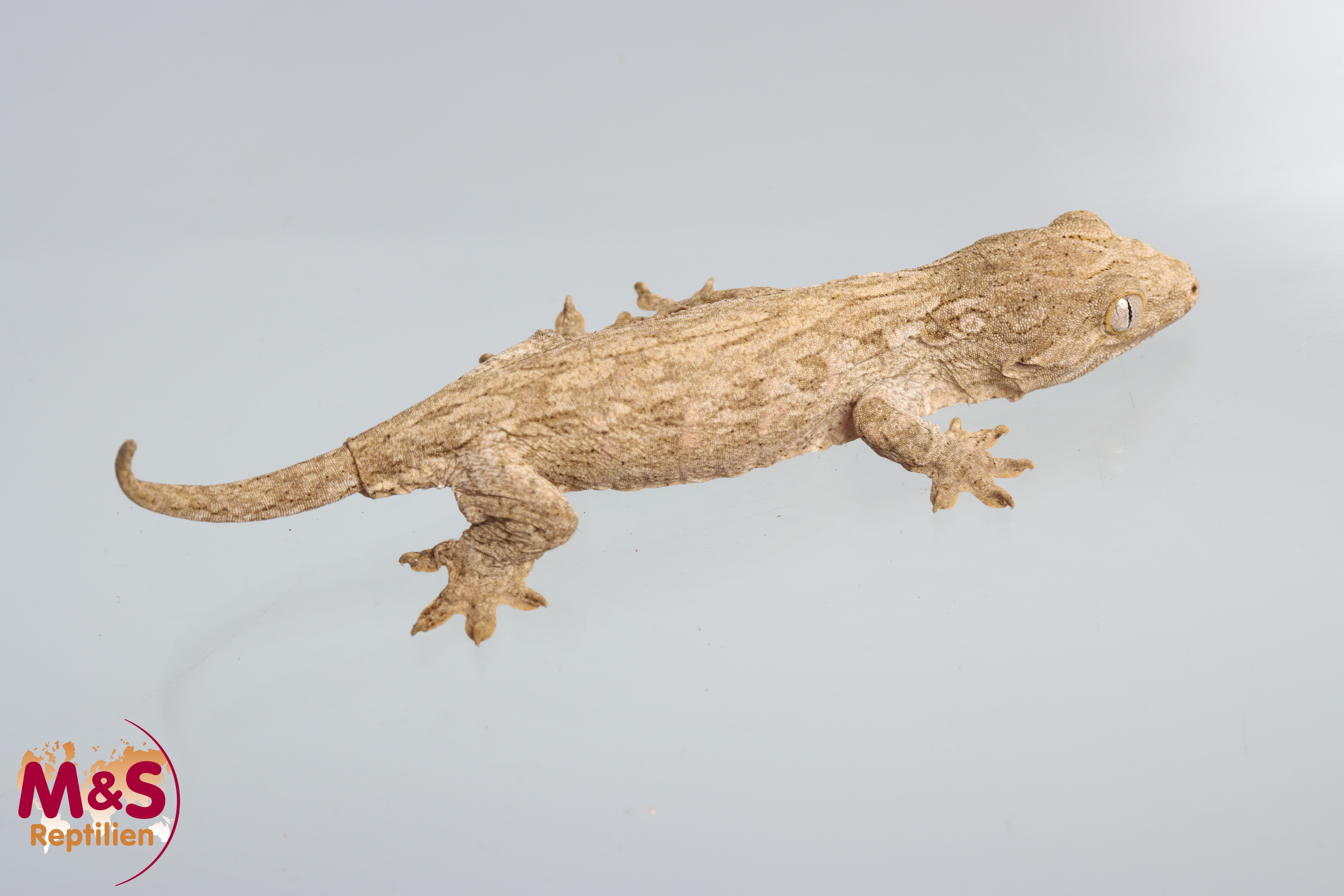 1.0 (Male) Riesengecko -Friedel x Friedel (small) NZ´M&S 25 Rhaco. leachianus (Originalbild)