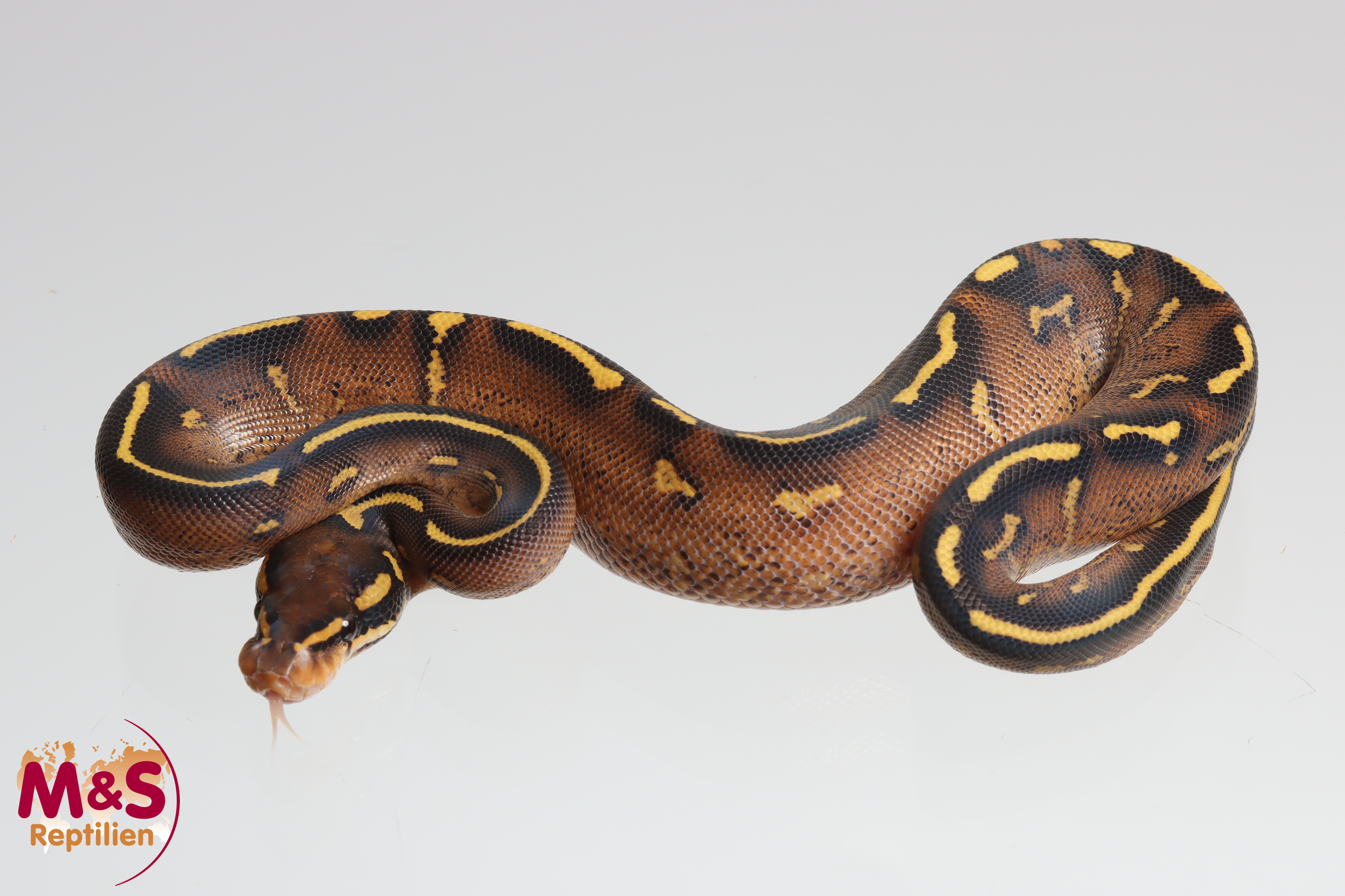 1.0 (Male) Super Gravel Königspython NZ´M&S´25 Python regius