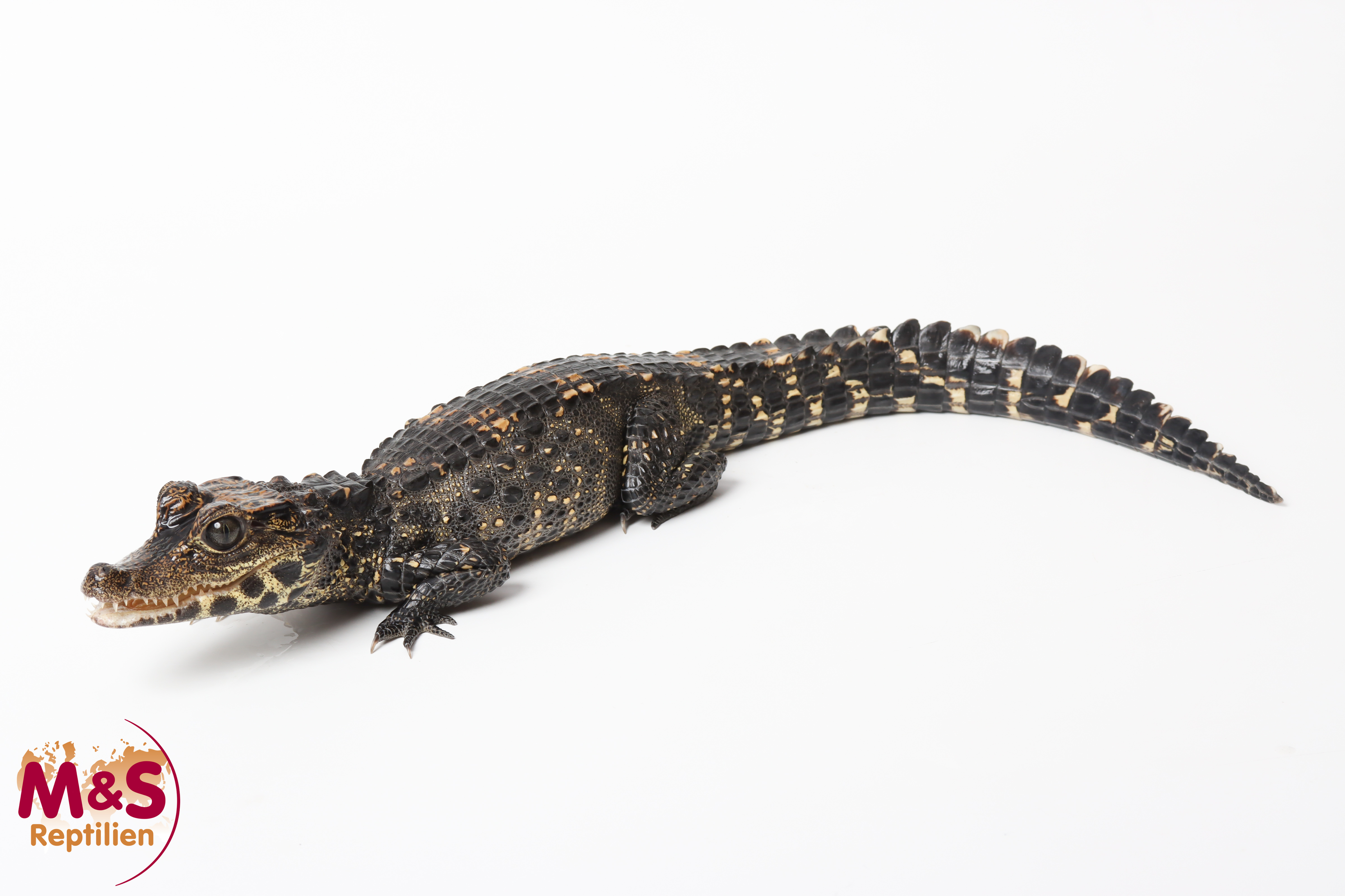 Stumpfkrokodil ( 52 cm) NZ' 24 Osteolaemus tetraspis (Originalbild)