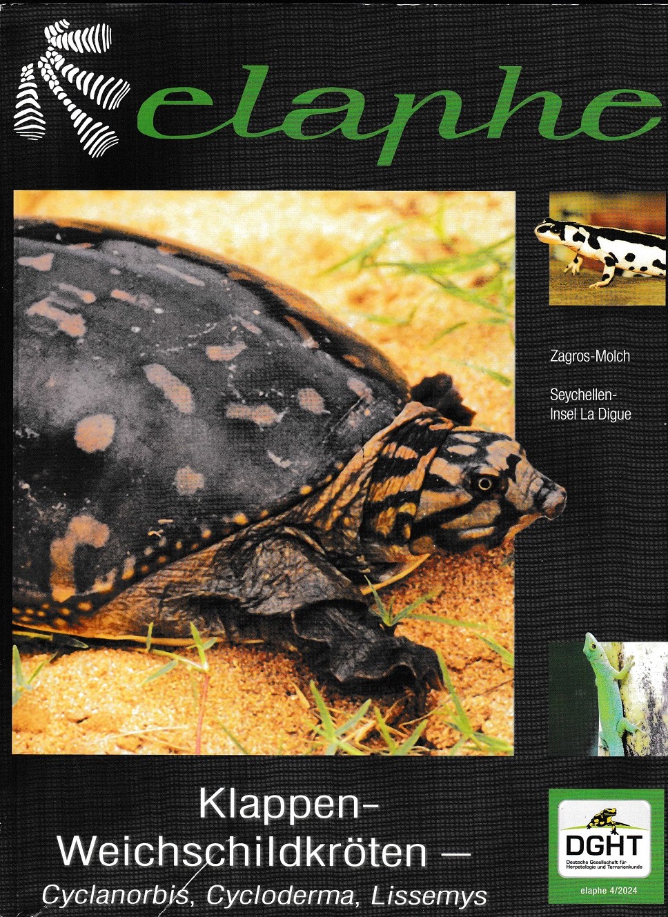 Restposten: Elaphe Fachzeitschrift des DGHT  Heft 04/2024