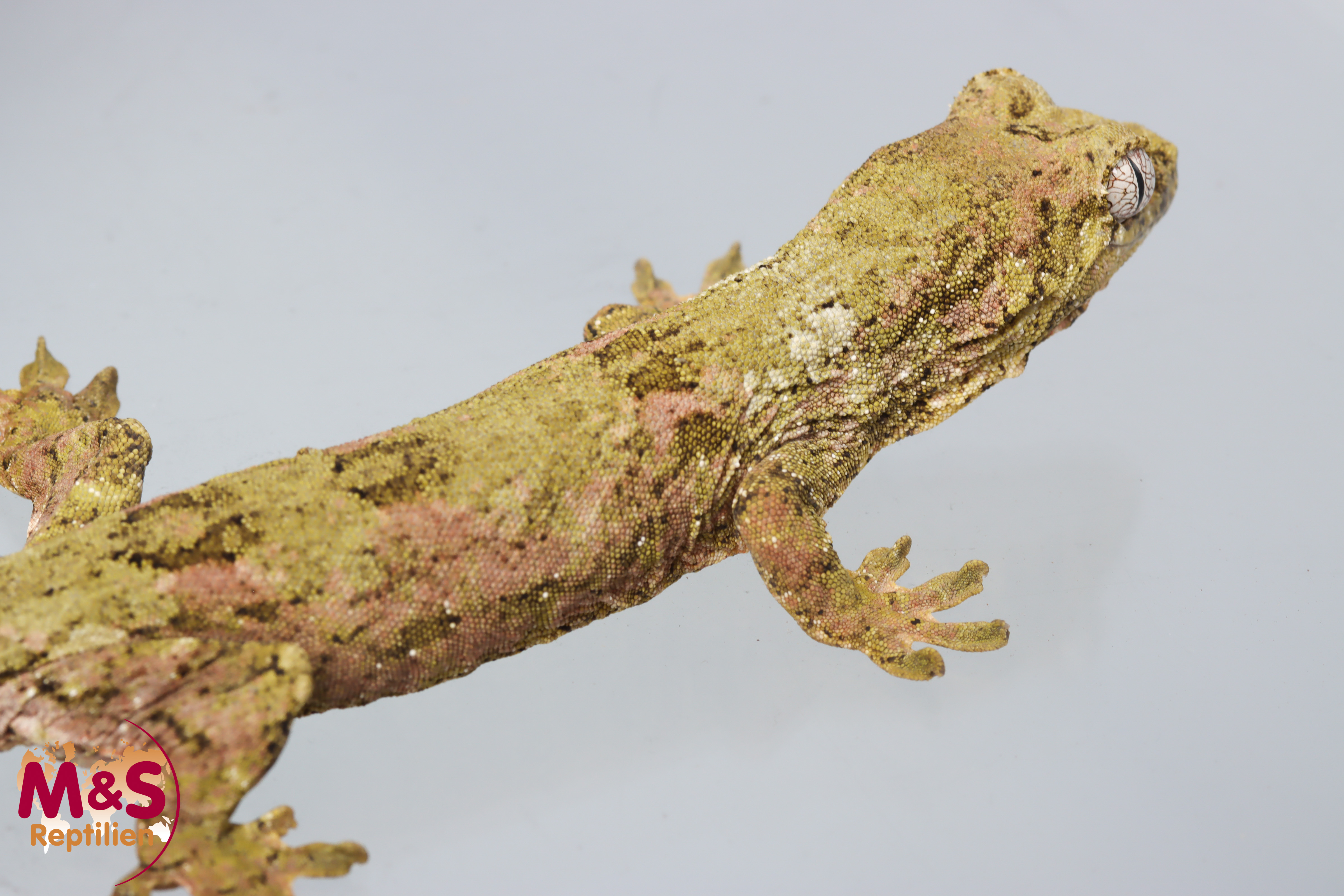 1.0 (Male) -Pine Island- Flechtengecko NZ 23 (adult) Mniarogekko chahoua (Originalbild)