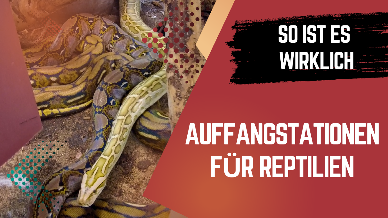 ? Was wirklich mit illegalen Reptilien passiert – Die Wahrheit hinter den Auffangstationen! ?