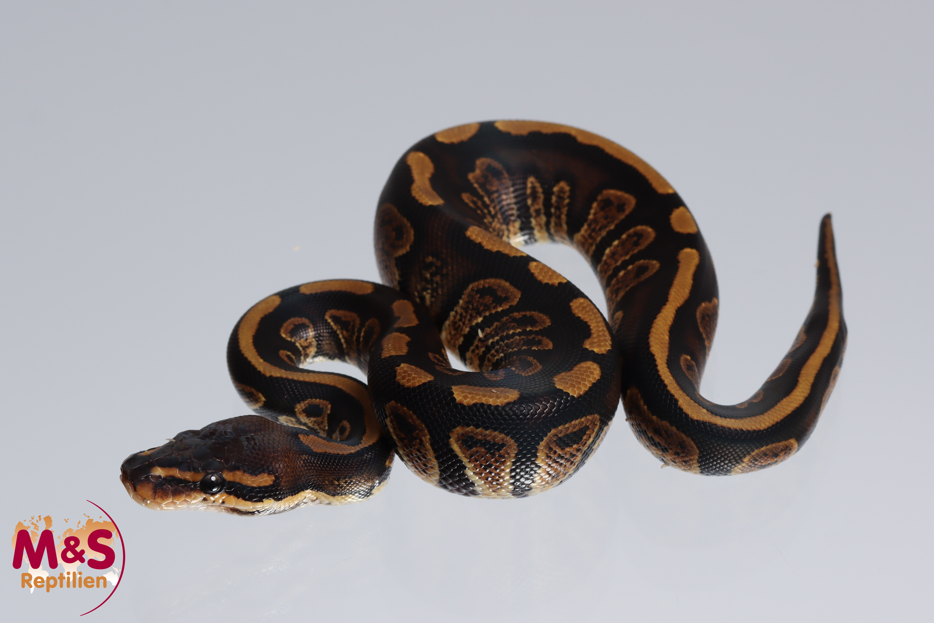 0.1 (Female) Stranger - 100% hetero Clown 50% poss. hetero Piebald Königspython NZ´M&S´22 Python reg