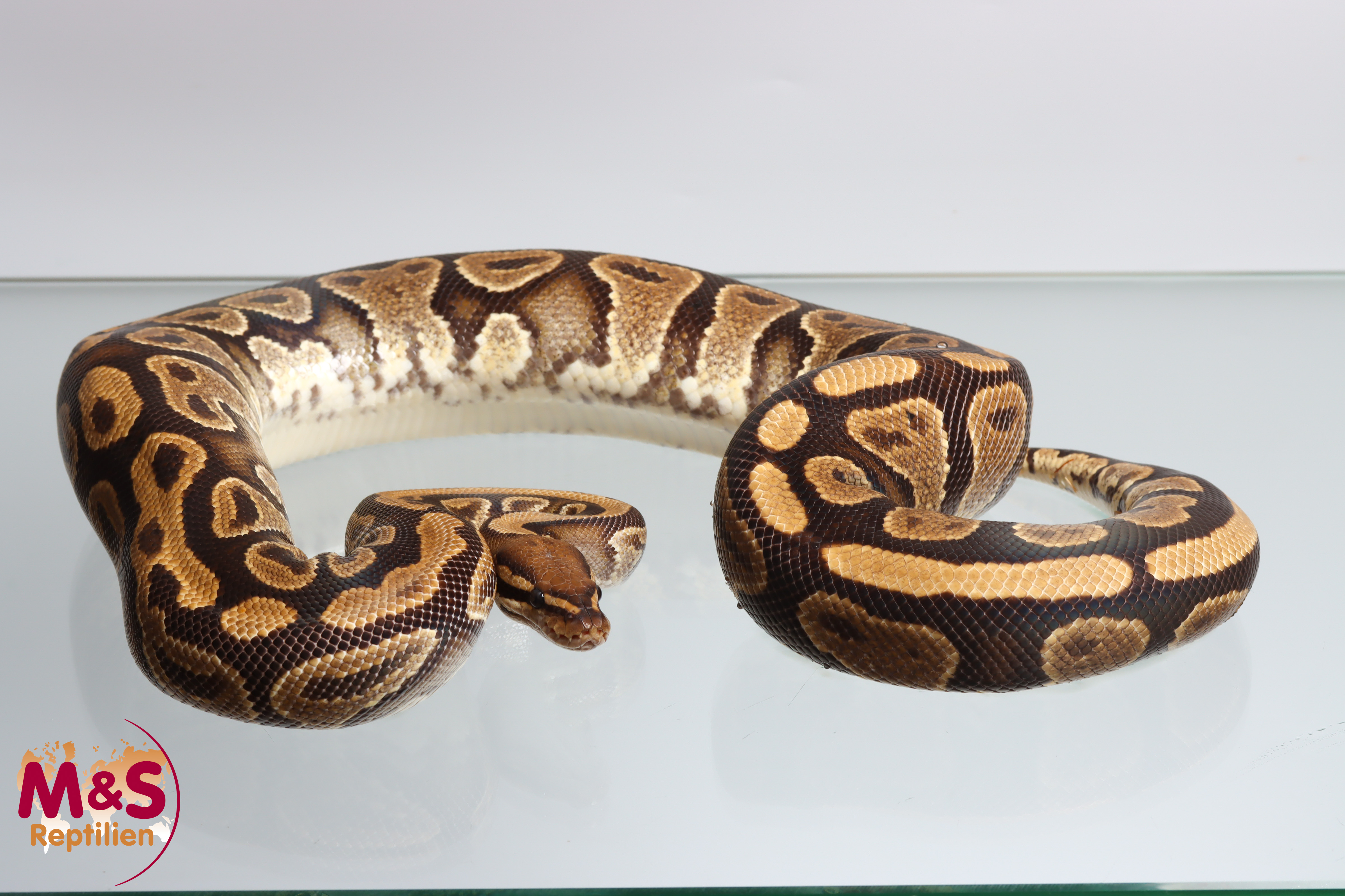 0.1 (Female) Gravel Pastel Königspython NZ´M&S´17 Python regius