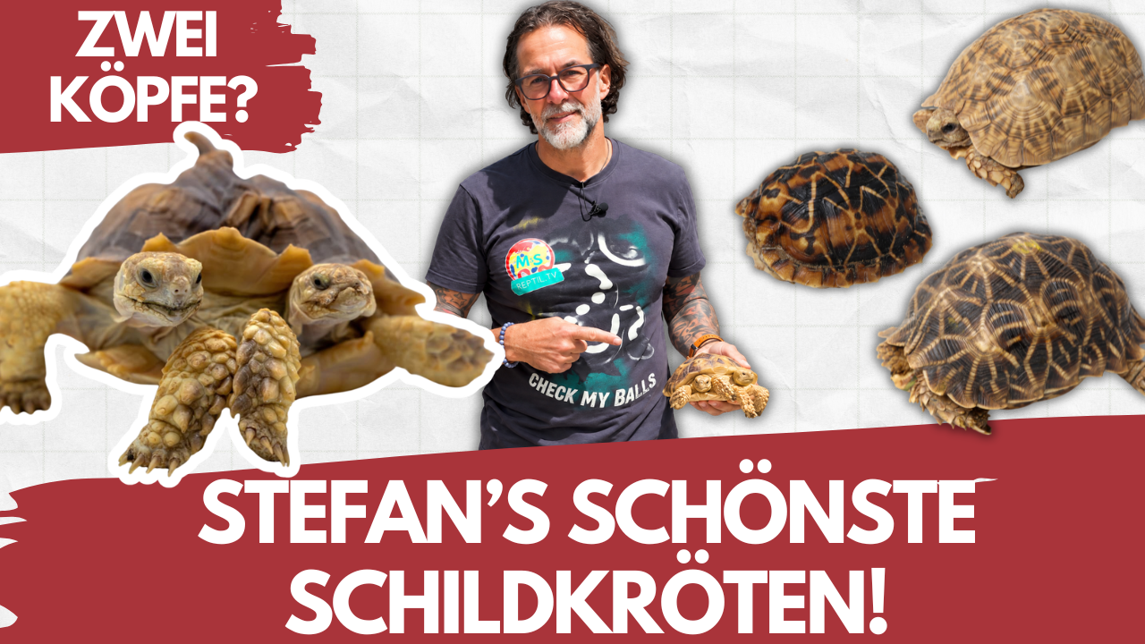 Eine Schildkröte mit ZWEI Köpfen?! 🐢 Meine aktuell 5 schönsten Schildkröten
