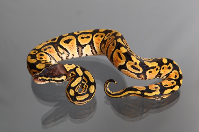 Female (0.1) Pastel 66% poss. het. Axantic, ca. 500g NZ´M&S´13 Python regius