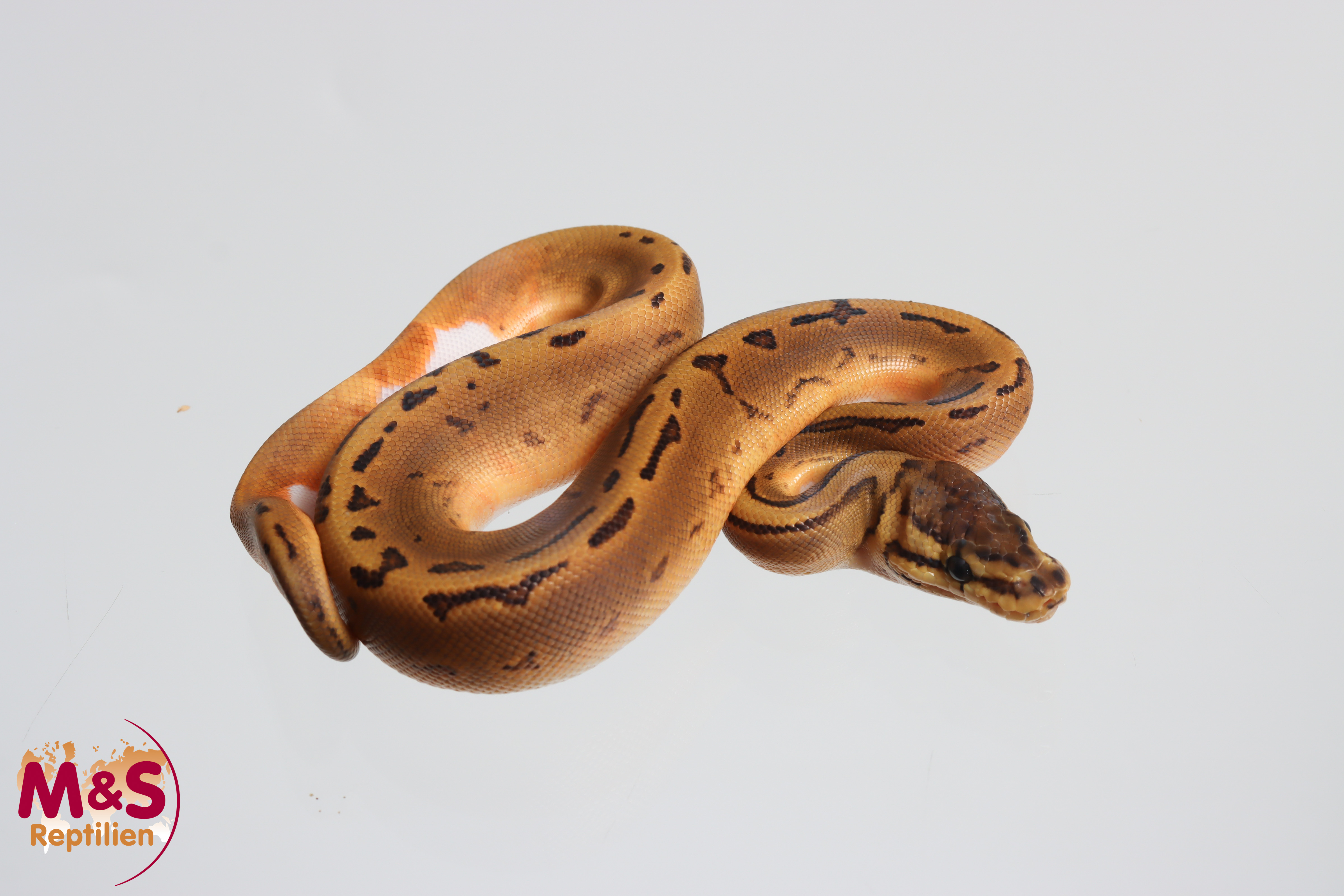 0.1 (Female)  Piebald Pinstripe het. Ghost Königspython NZ´M&S´26 Python regius