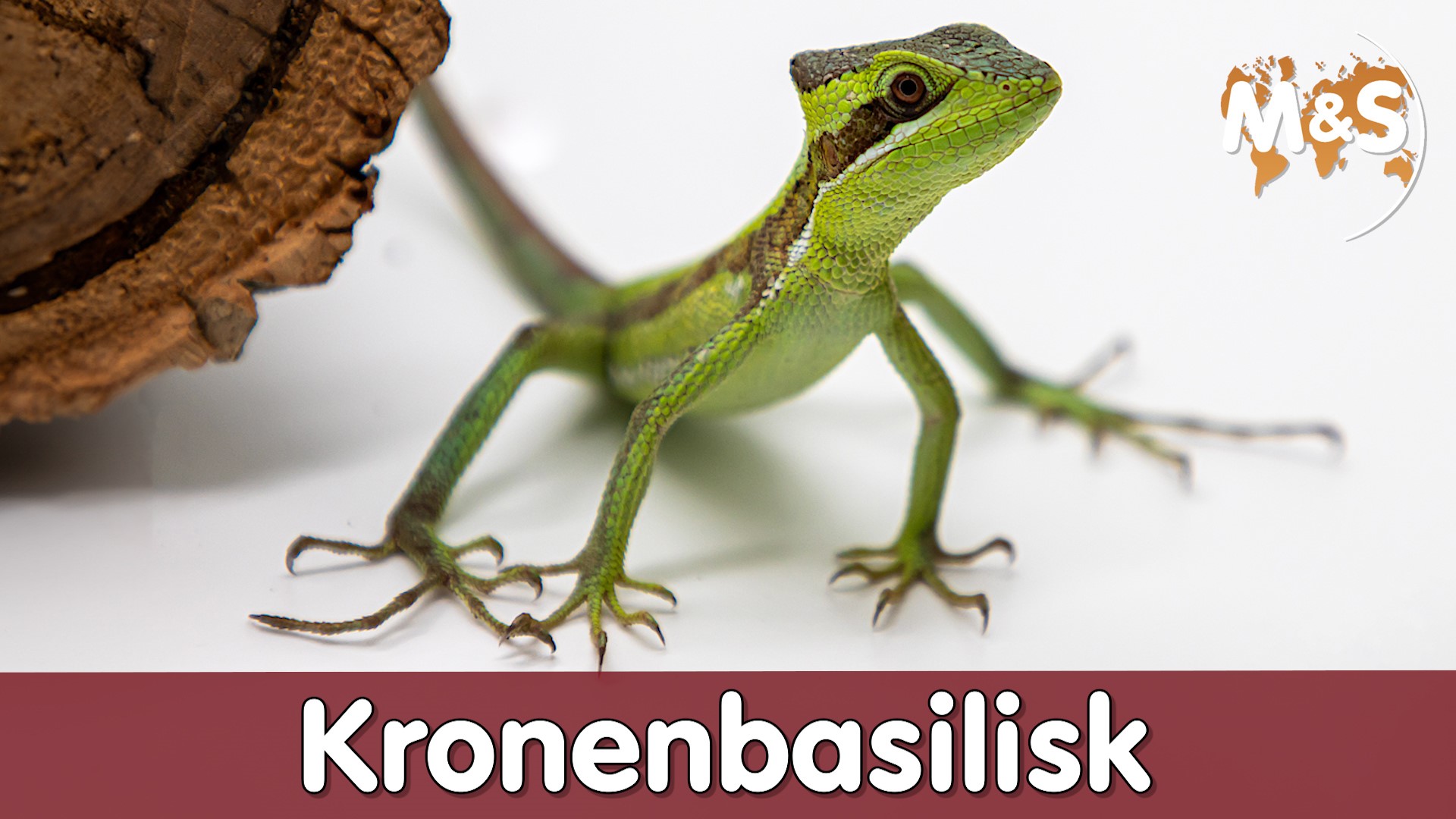 Kronenbasilisk: Ratschläge für Kauf und Haltung 