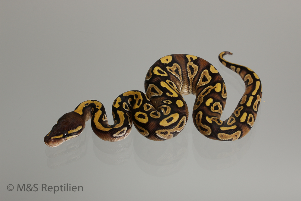 1.0 ( Male ) Gravel-Mojave  Königspython NZ´M&S´16 Python regius