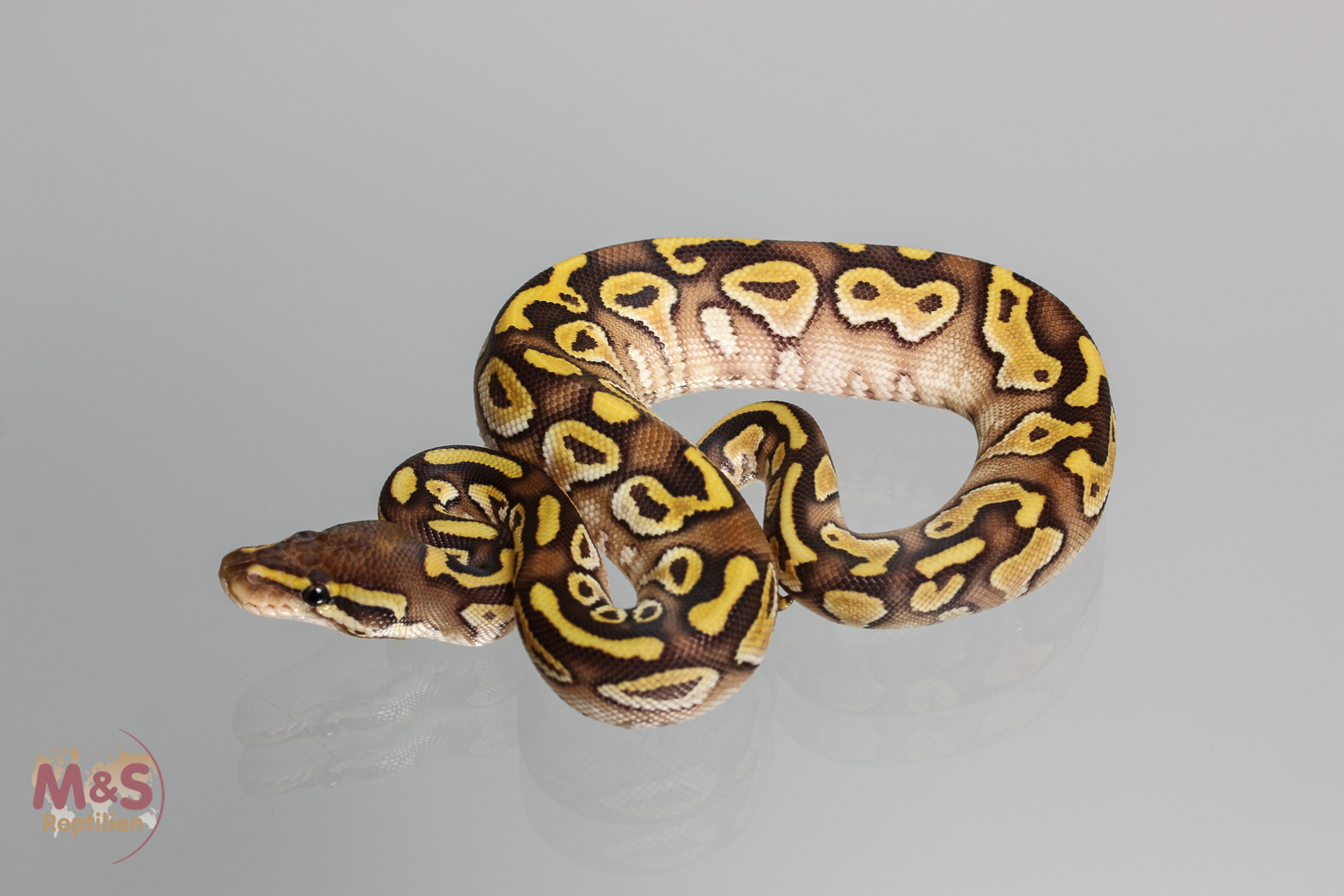 0.1 (Female) Lesser poss. Gravel Königspython NZ´M&S´17 Python regius