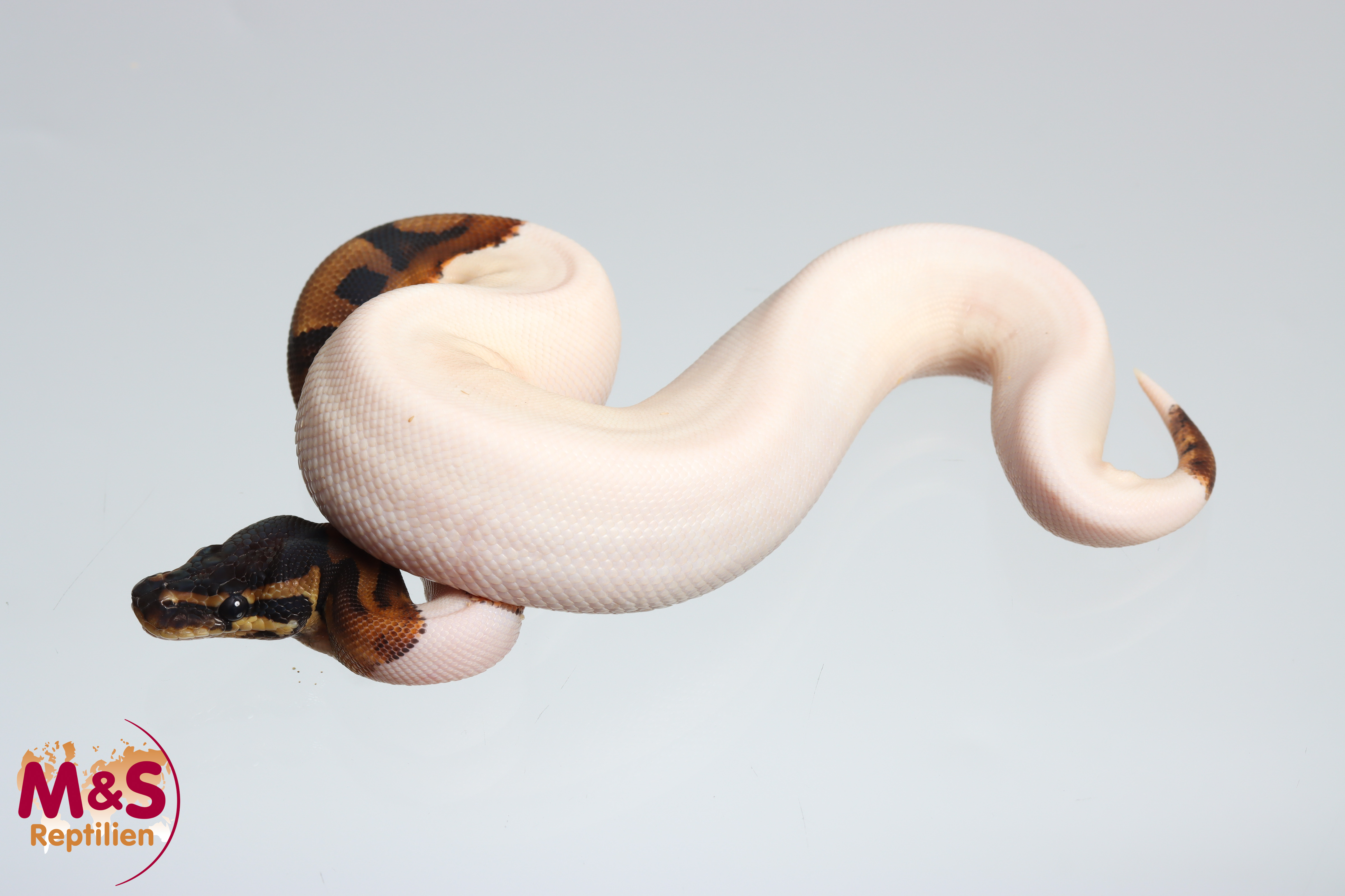 1.0 (Male) Piebald Königspython DNZ´25 Python regius