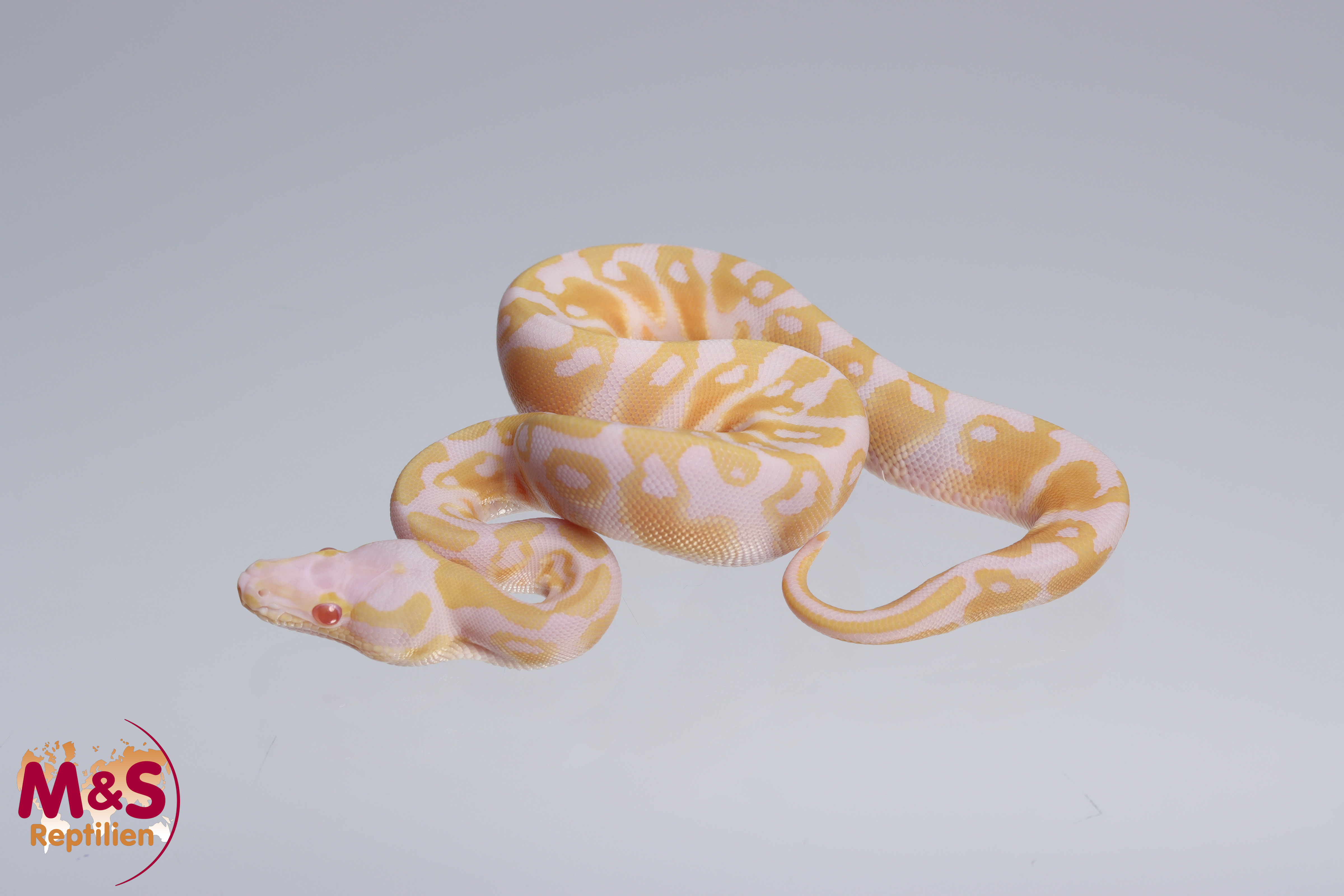 1.0 (Male)  Scalelesshead Albino 100% hetero Ultramel Königspython NZ´M&S´22 Python regius