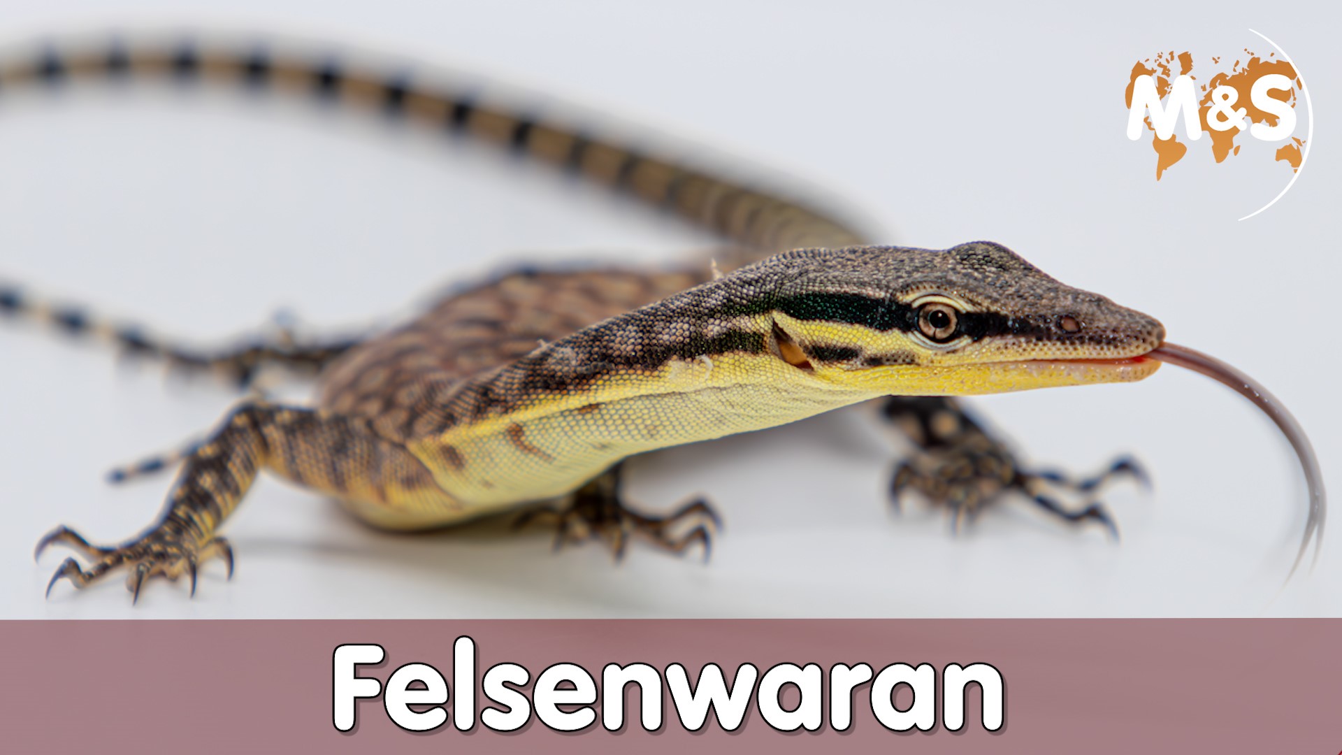 Felsenwaran (Varanus glauerti)