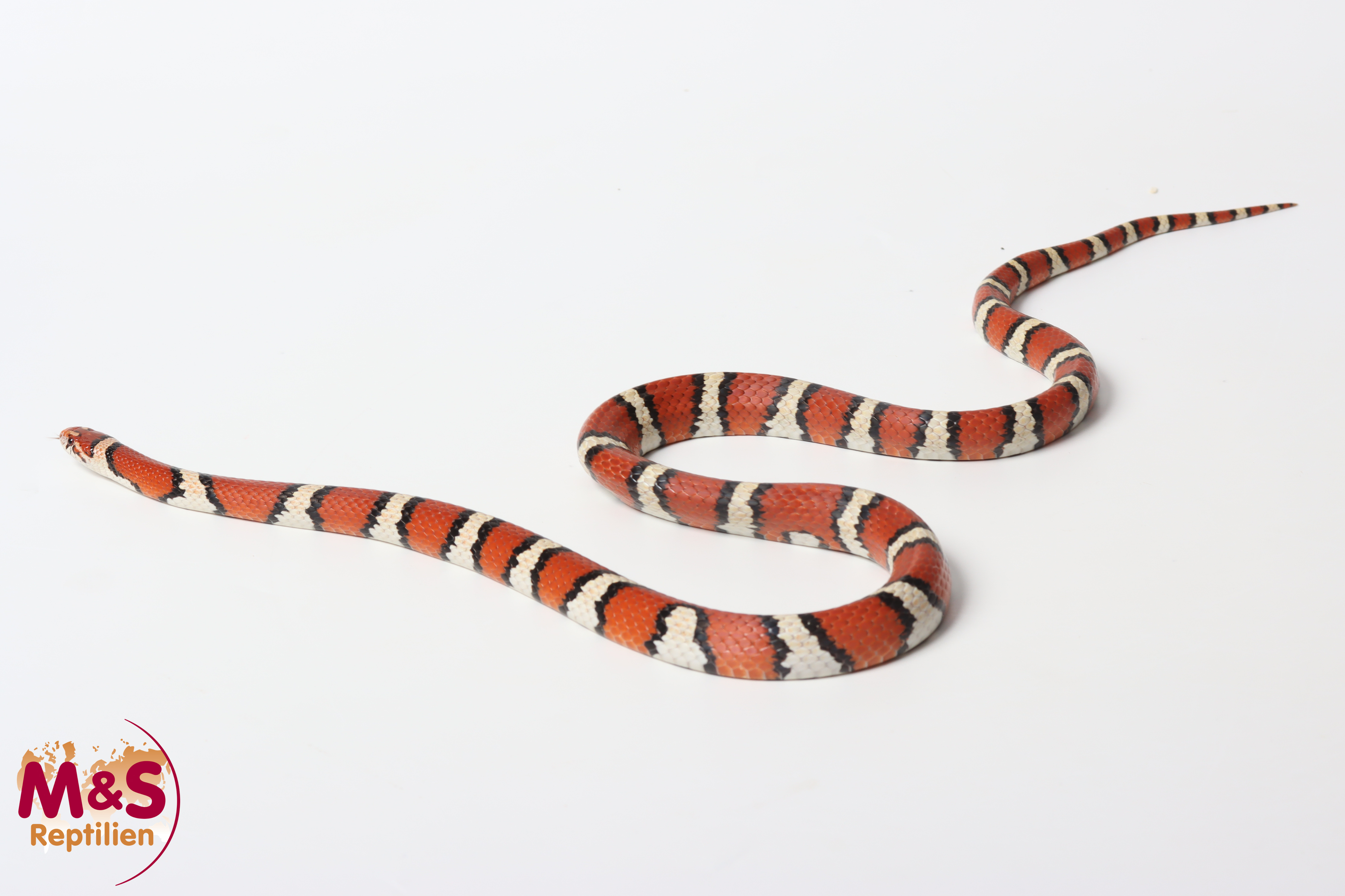 0.1 (Female) Küsten Milchschlange NZ' 22 (adult) Lampropeltis t. temporalis (Originalbild)