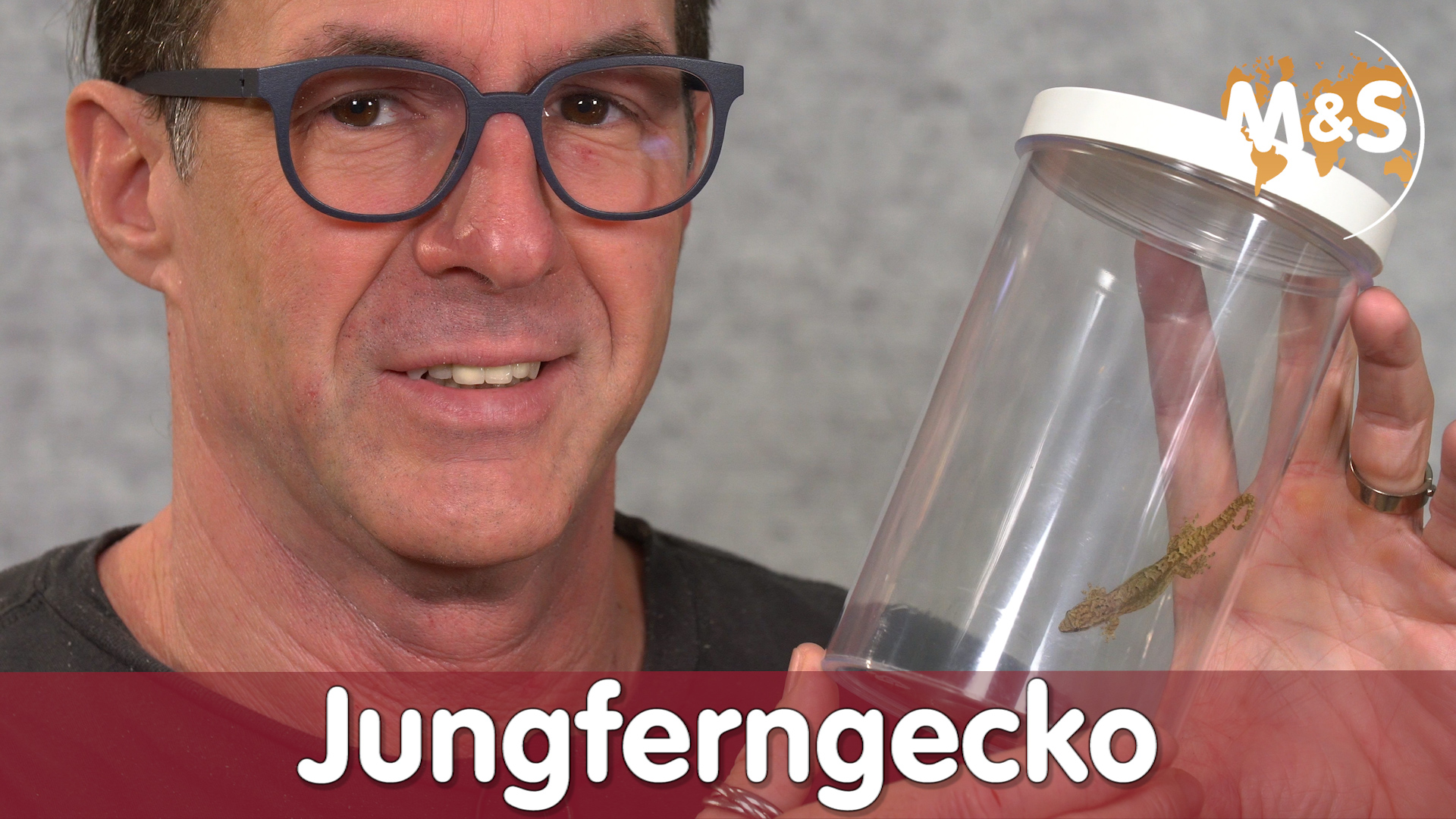 Nachwuchs ohne Zucht | Jungferngecko | parthenogenetisch | Reptil TV