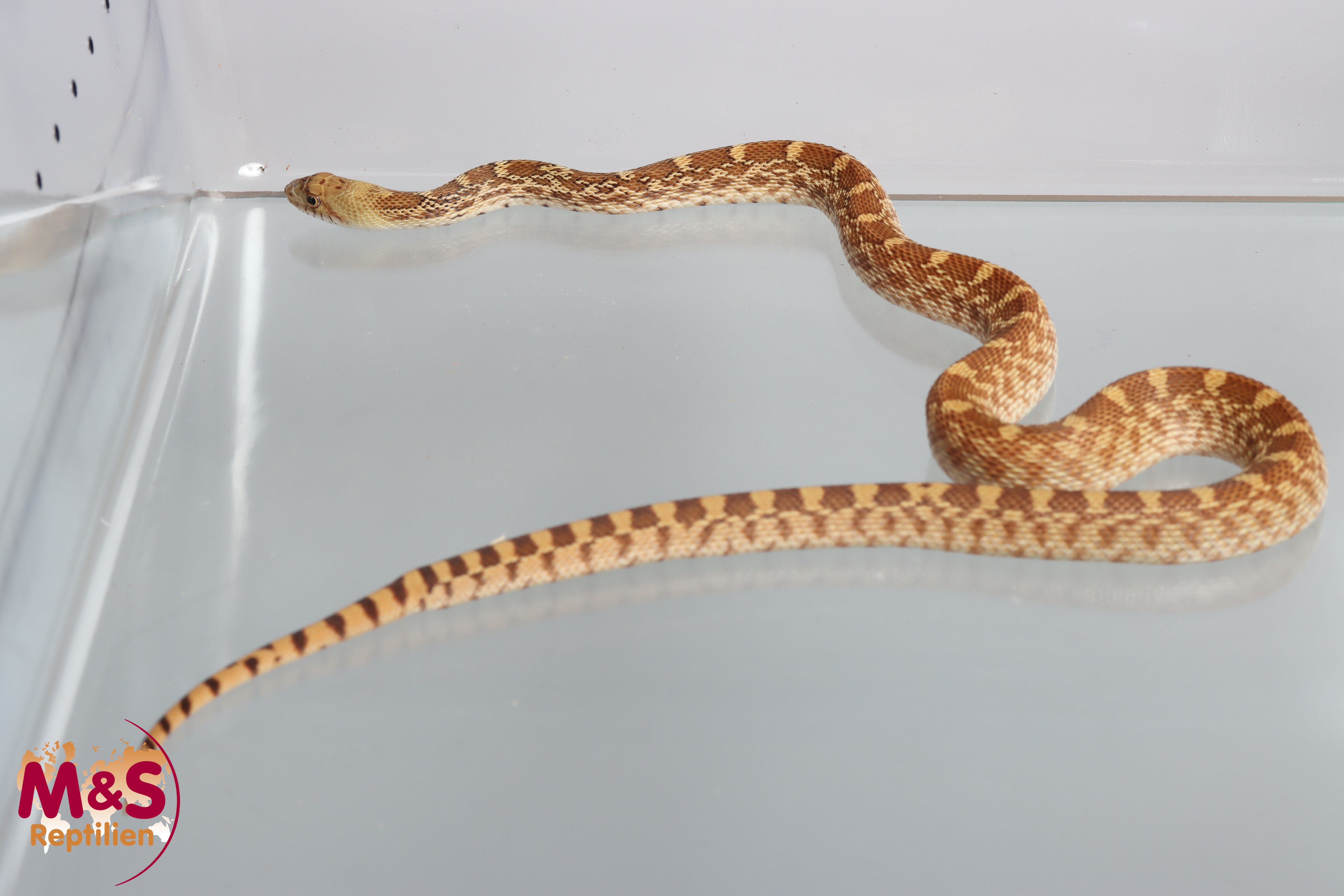 Bullennatter "Albino" NZ´25 (ca. 90-100 cm) Pituophis c. sayi