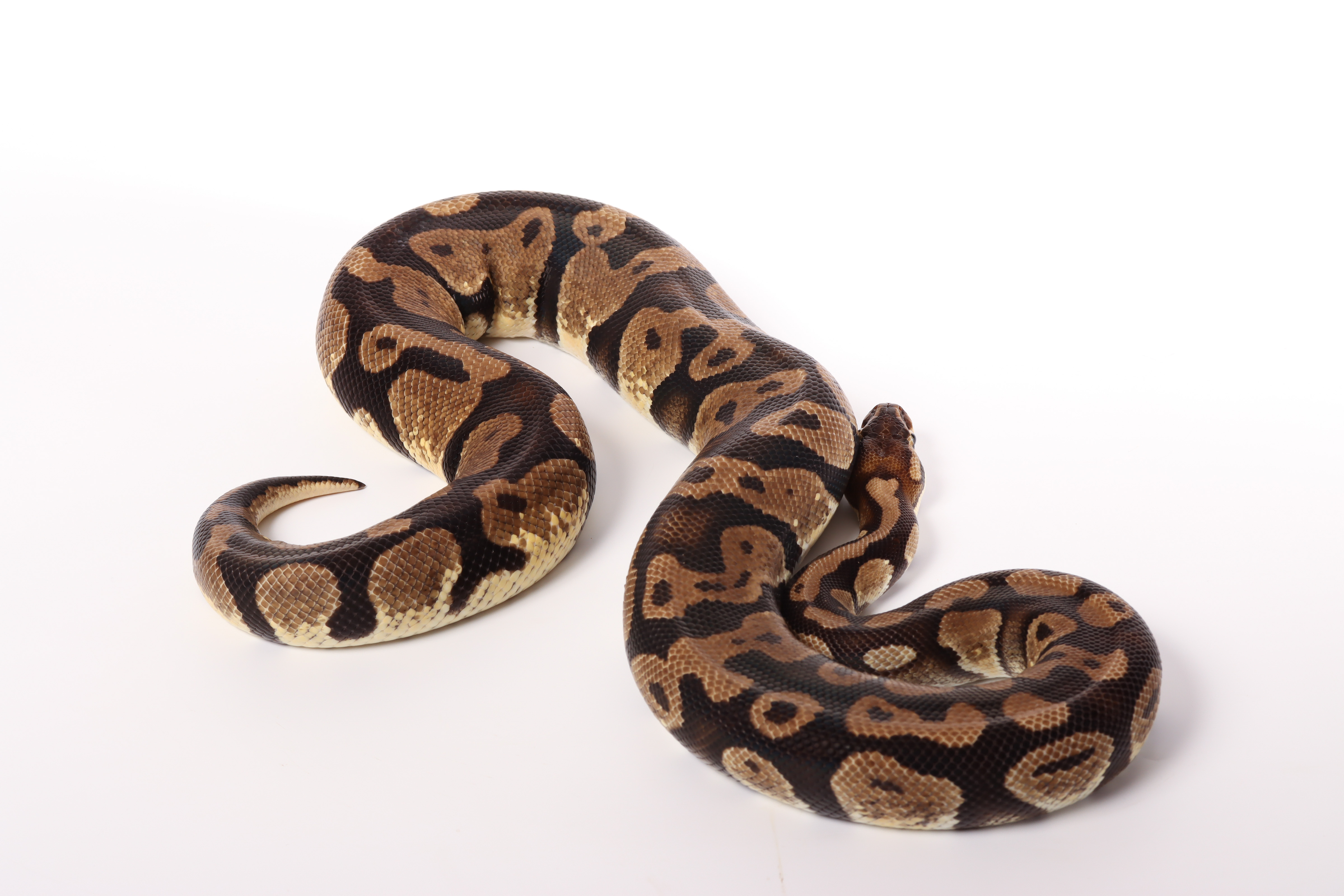 0.1 (Female) Pastel Königspython NZ´M&S´13 Python regius