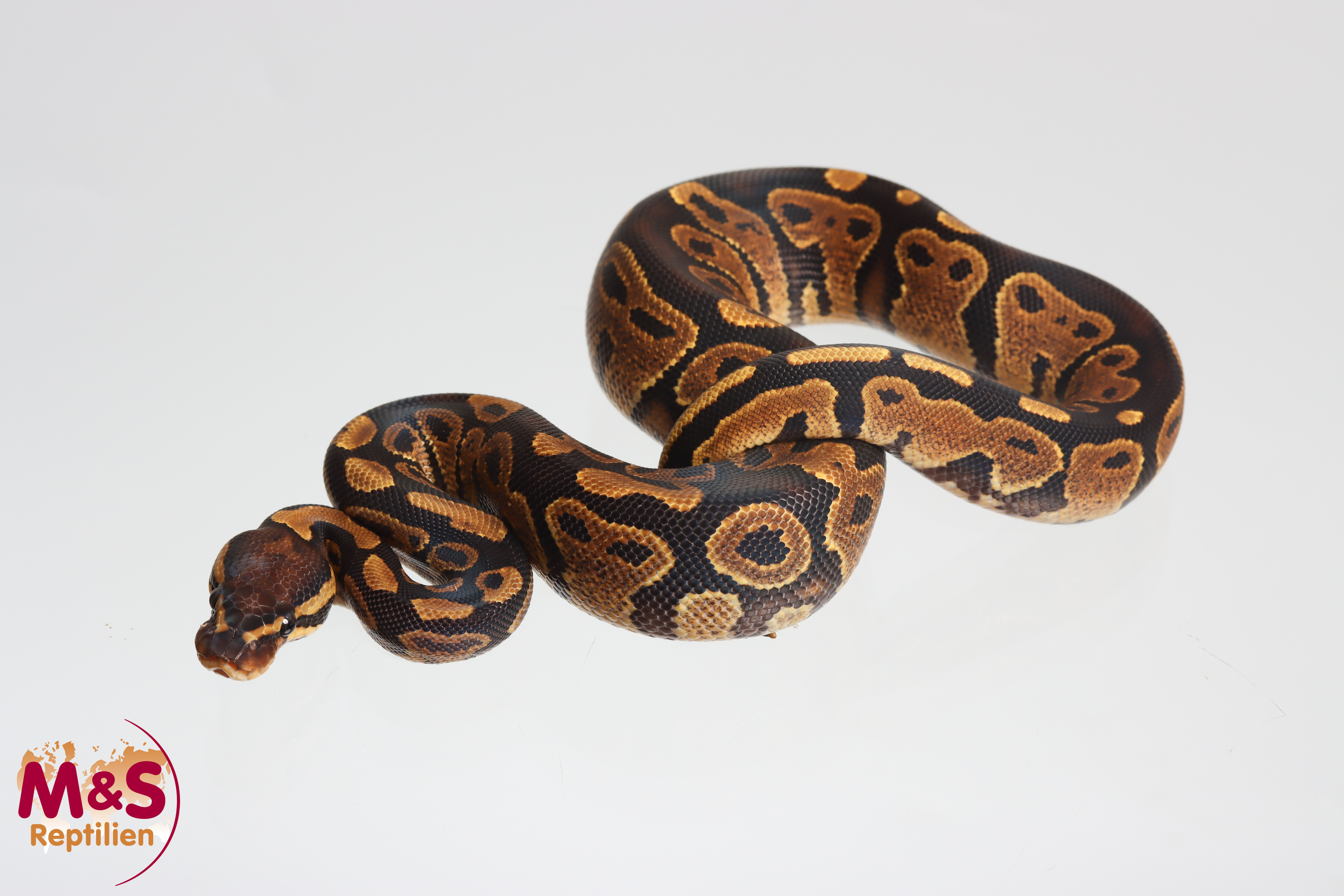 0.1 (Female) Gravel Königspython NZ´M&S´25 Python regius