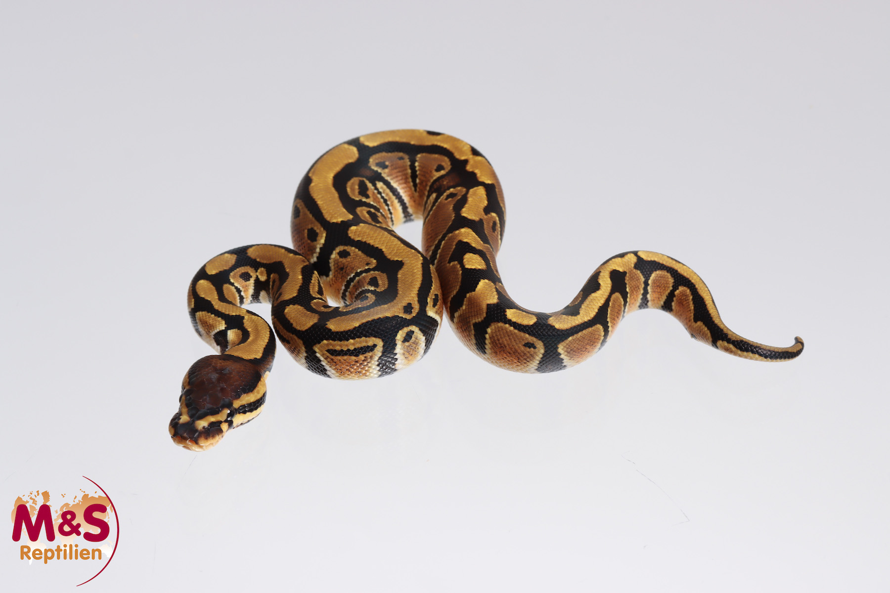 0.1 (Female) dbl. het. Clown - Axanthic SK - Königspython NZ´M&S´23 Python regius