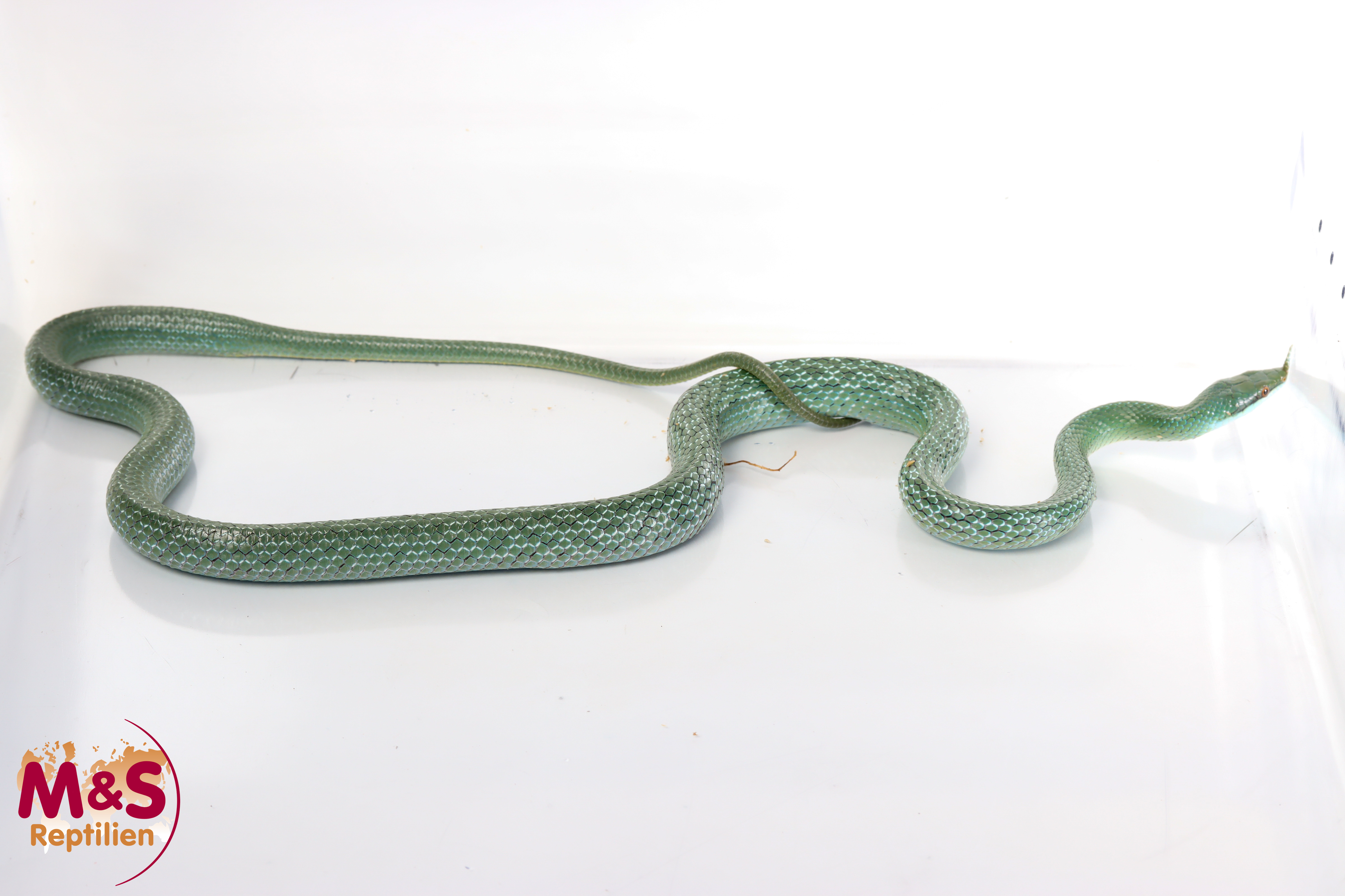 Spitznasennatter NZ´24 (ca. 90-100cm) Gonyosoma boulengeri (Symbolbild)
