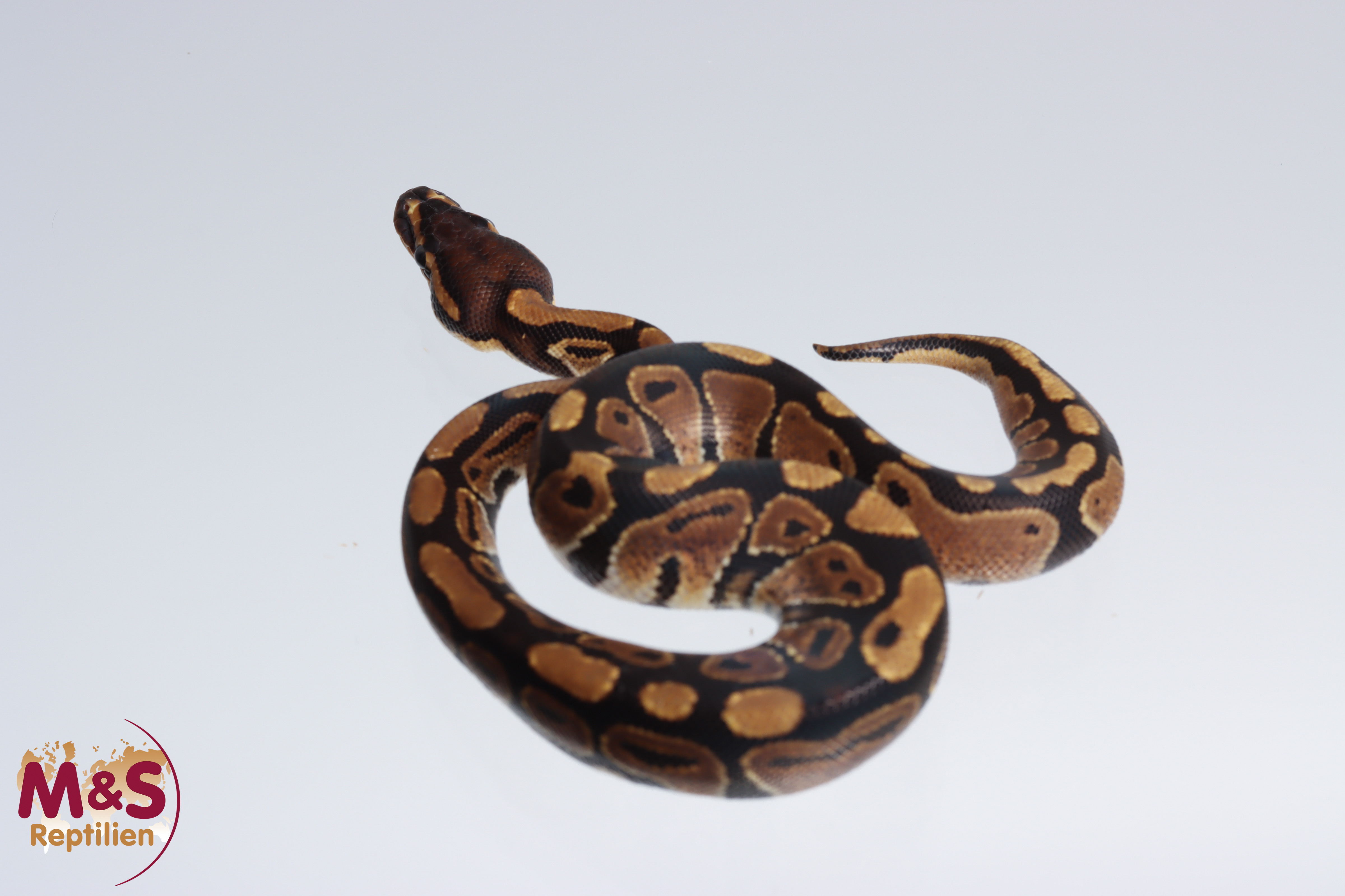 1.0 (Male) 100% doppel hetero Caramel - Ghost Königspython NZ´M&S´22 Python regius