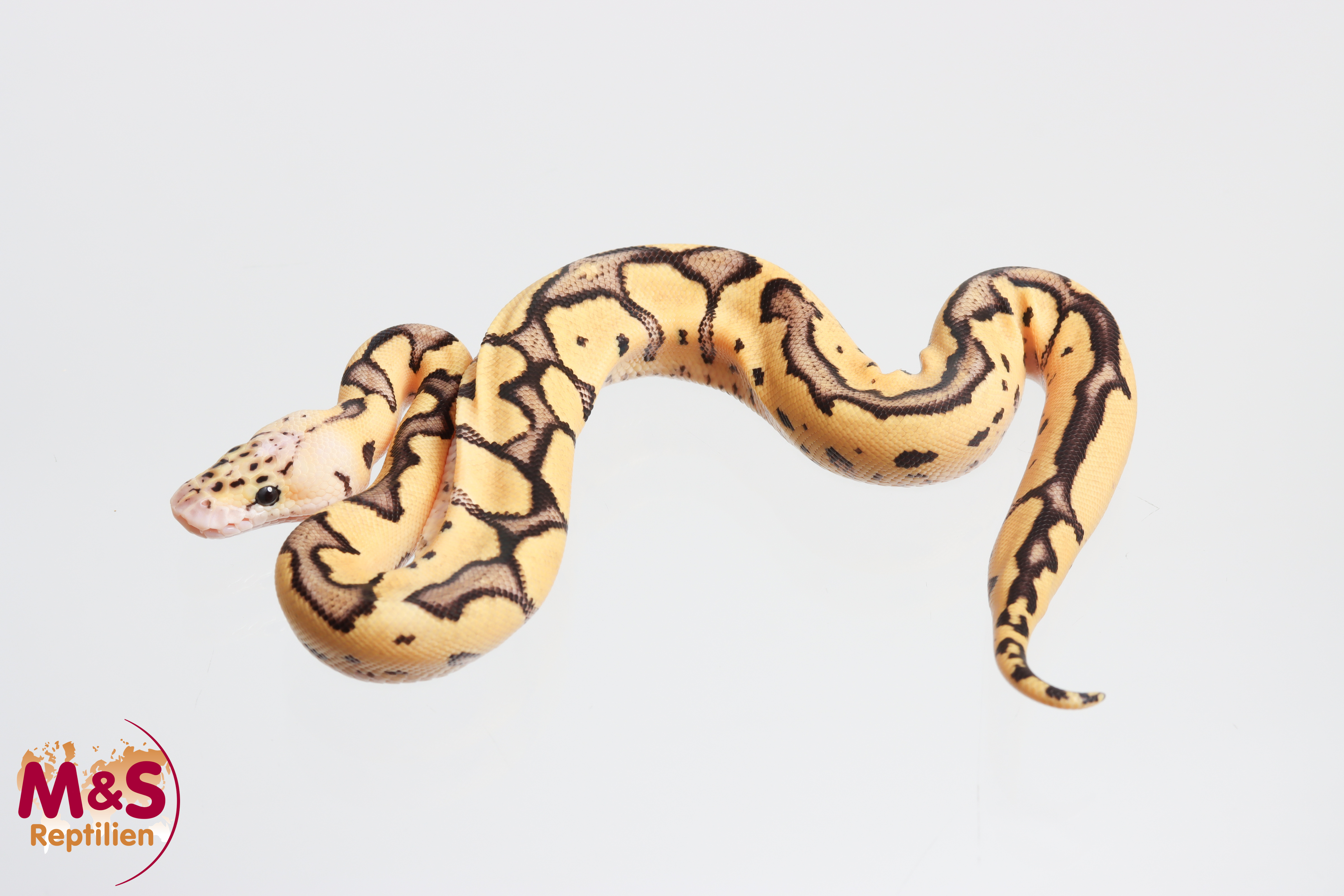 0.1 (Female) Fire - Pastel - Clown Königspython NZ´M&S´26 Python regius