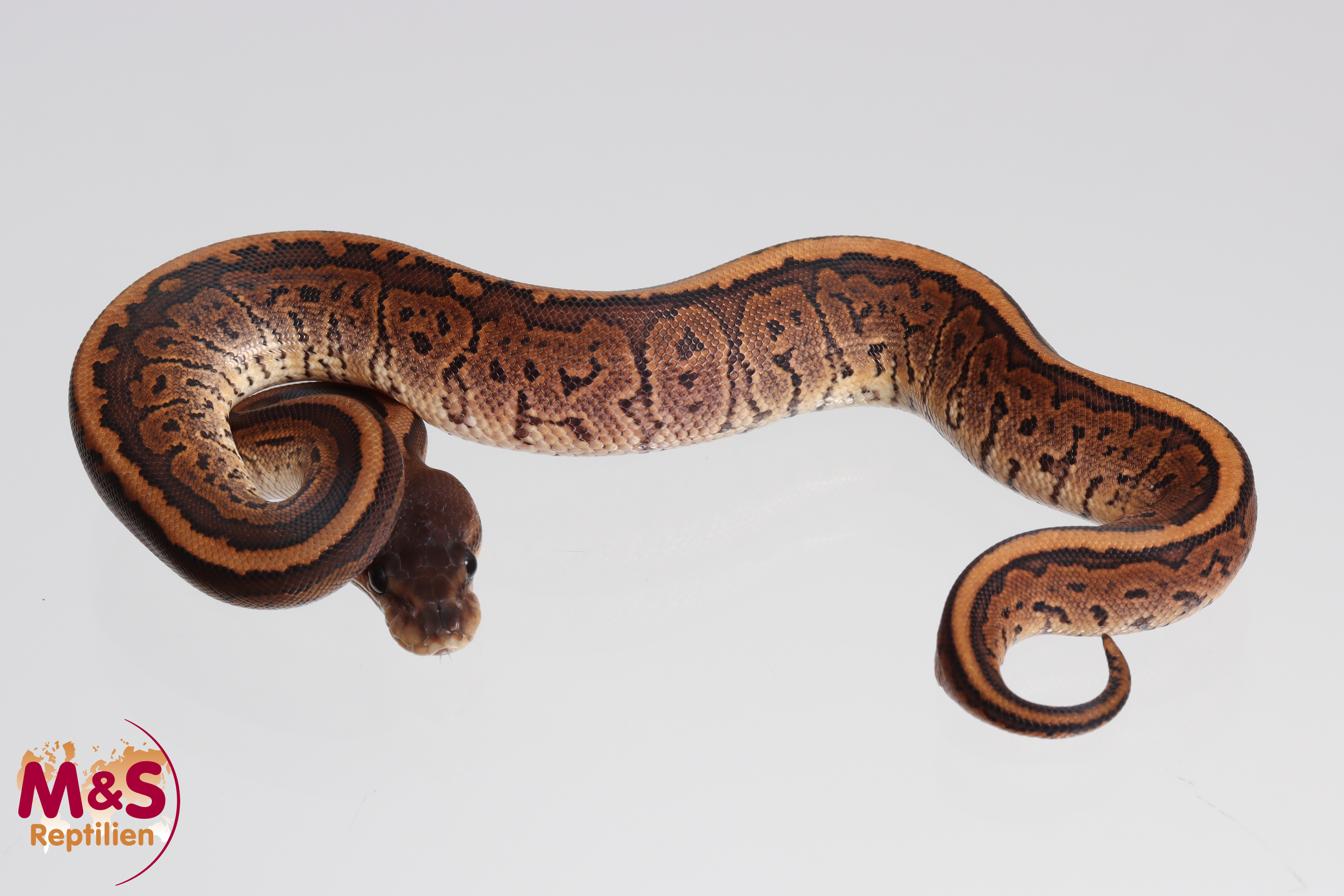 0.1 (Female) Cinnamon Pinstripe + ? 100% hetero Piebald Königspython NZ'M&S'24 Python regius
