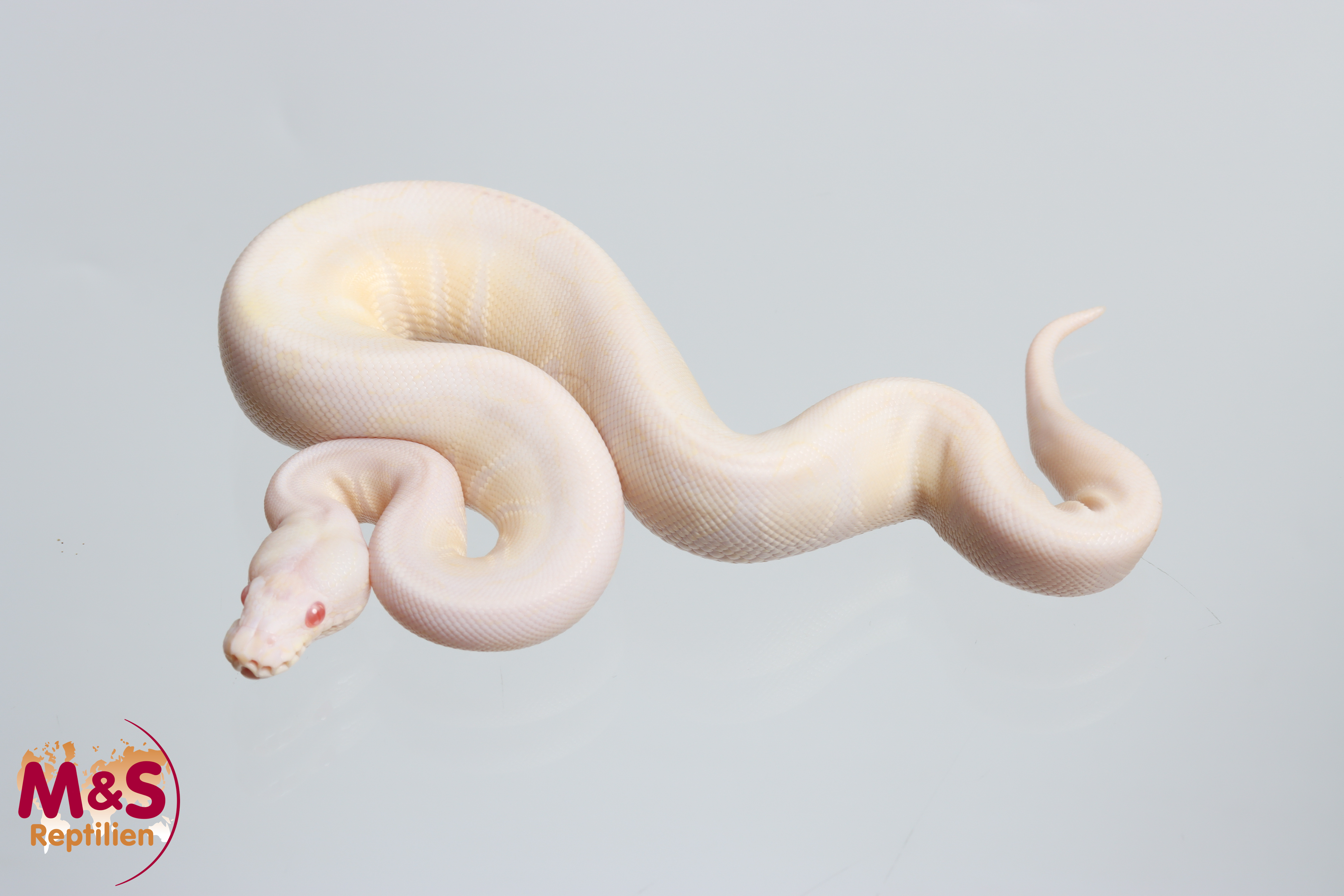 0.1 (Female) Snow VPI (Axanthic-Albino) Königspython NZ' 26 Python regius