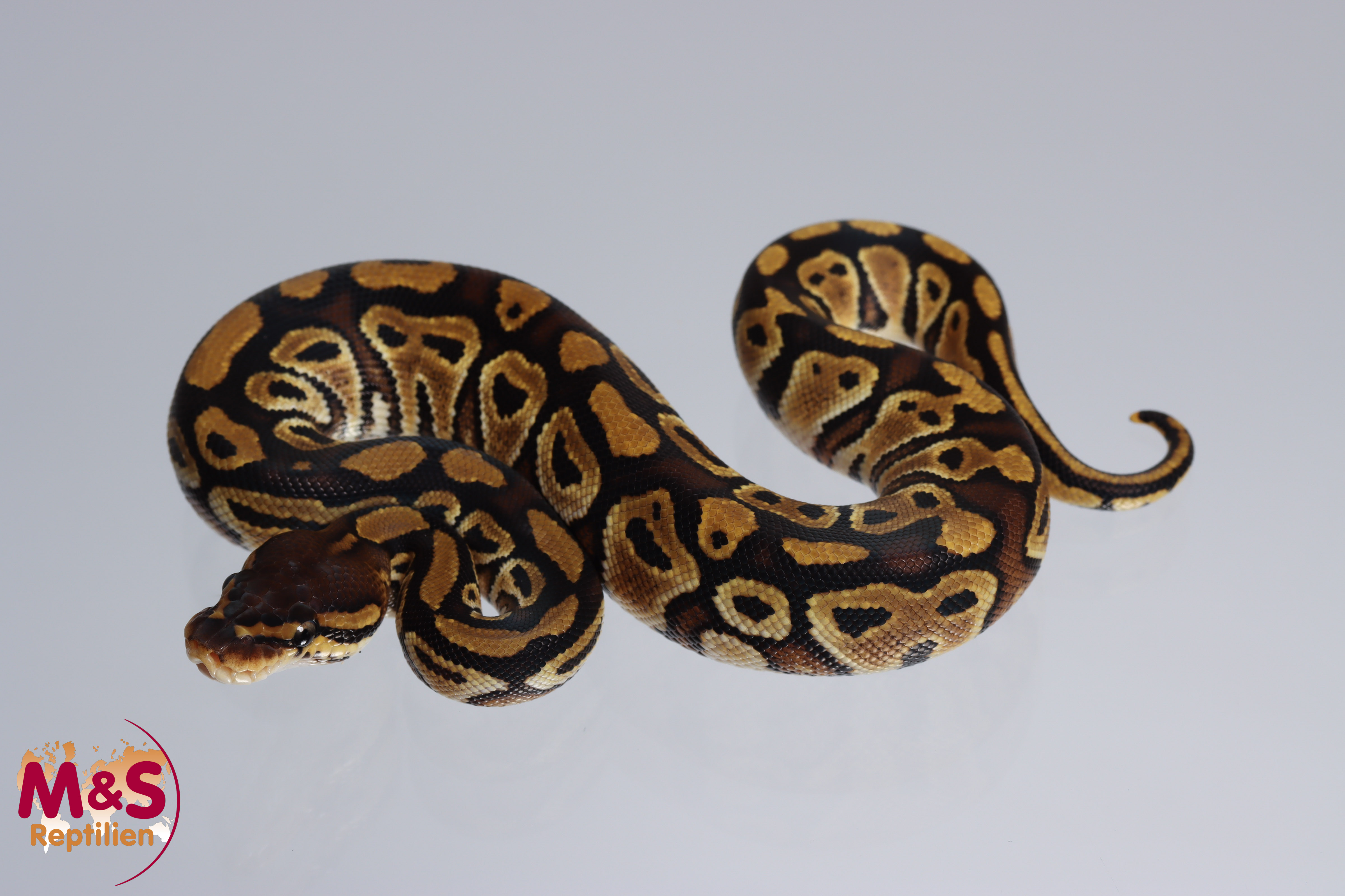 0.1 (Female) Bongo 100% hetero für Clown Königspython NZ´M&S´22 Python regius