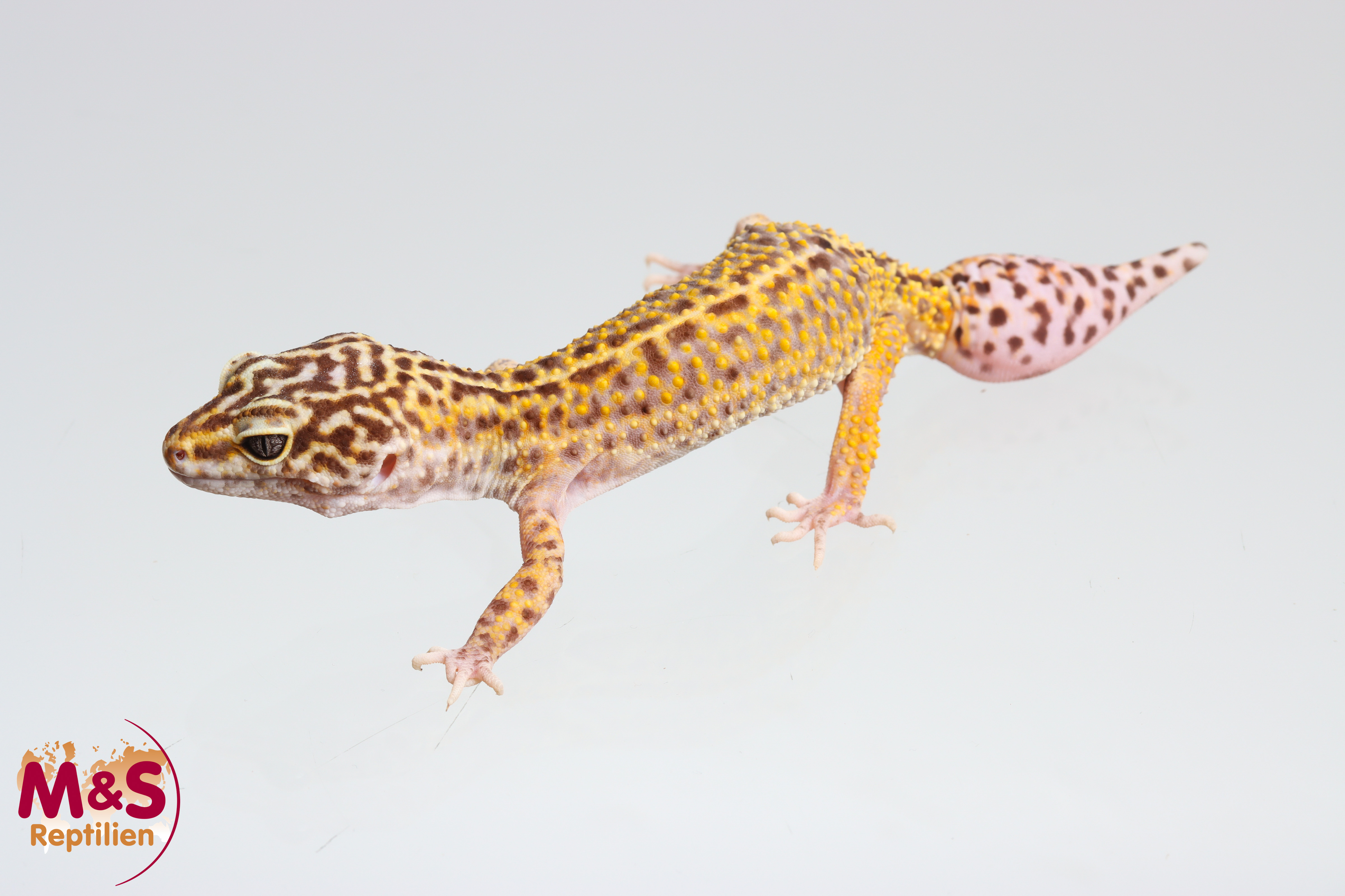 0.1 (Female) Mandarin Ghost Leopardgecko NZ'23/24 (adult) E. macularius (Originalbild)