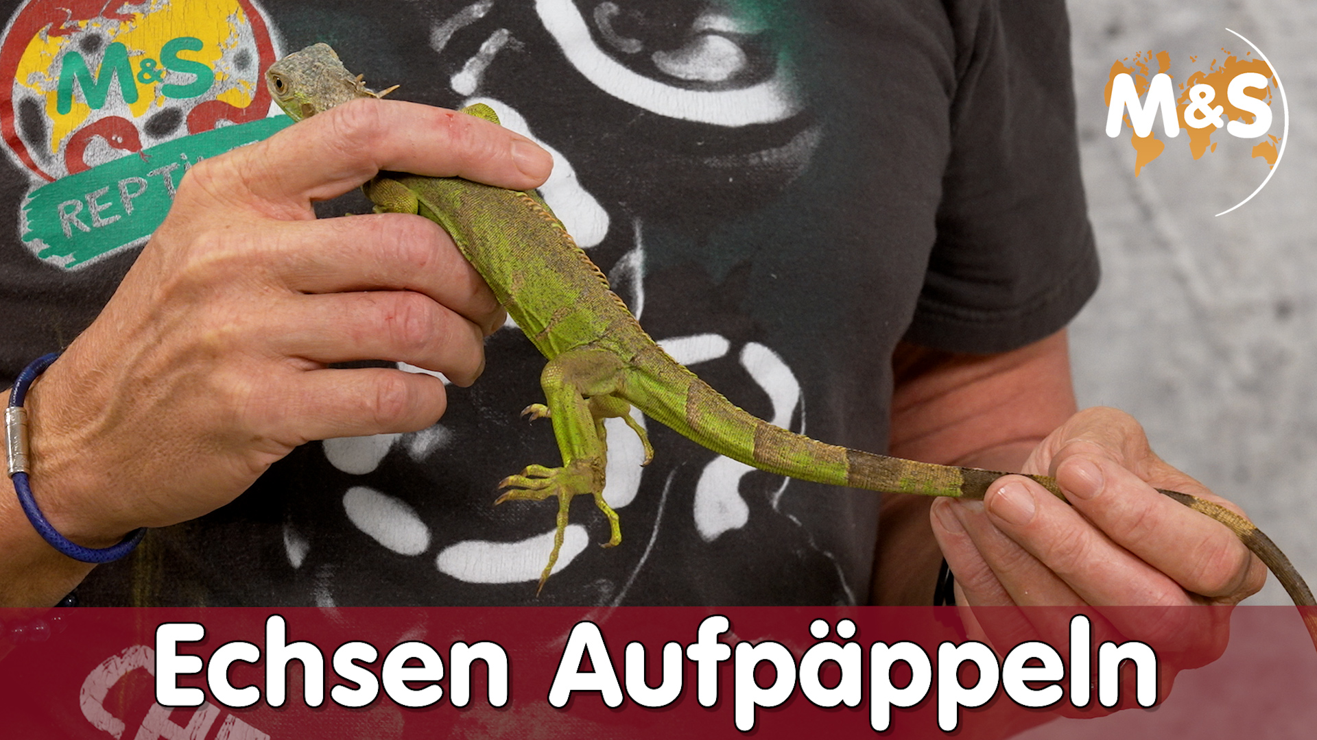 Abgemagerte Echse Aufpäppeln!