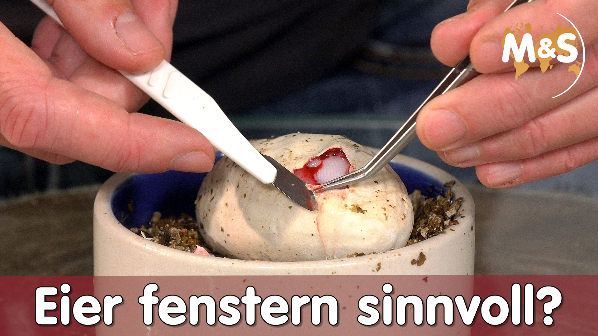 Egg Cutting / Eier fenstern | Sinn oder Unsinn? | Reptil TV