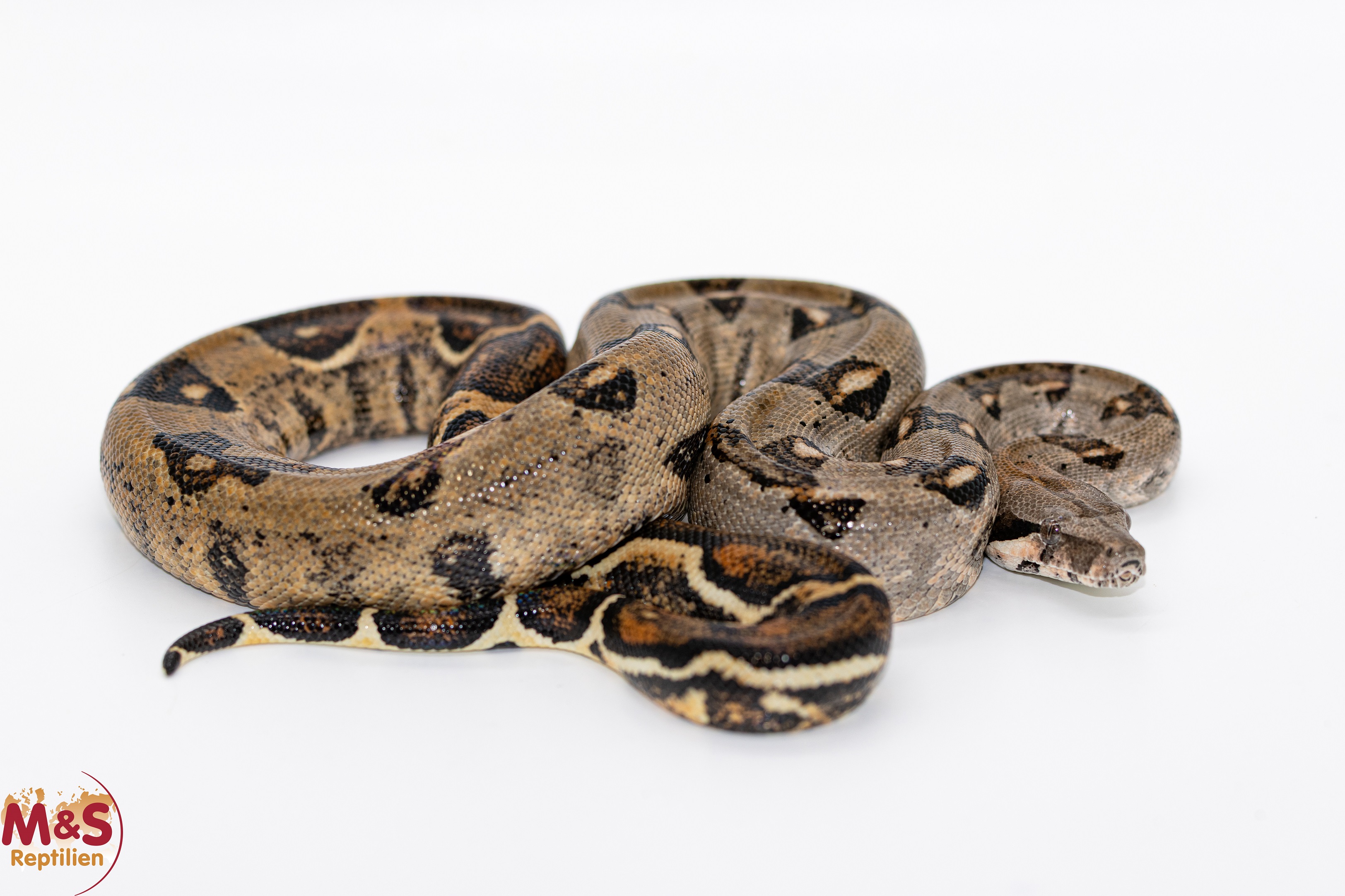 1.0 (Male) Equador Boa NZ´24 (ca. 70+ cm) Boa c. imperator (Originalbild)