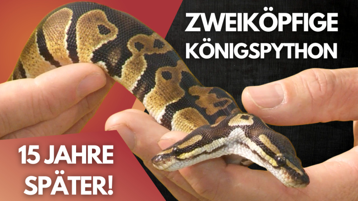 Zweiköpfige Königspython: Meine ehrliche Meinung 15 Jahre später! ?